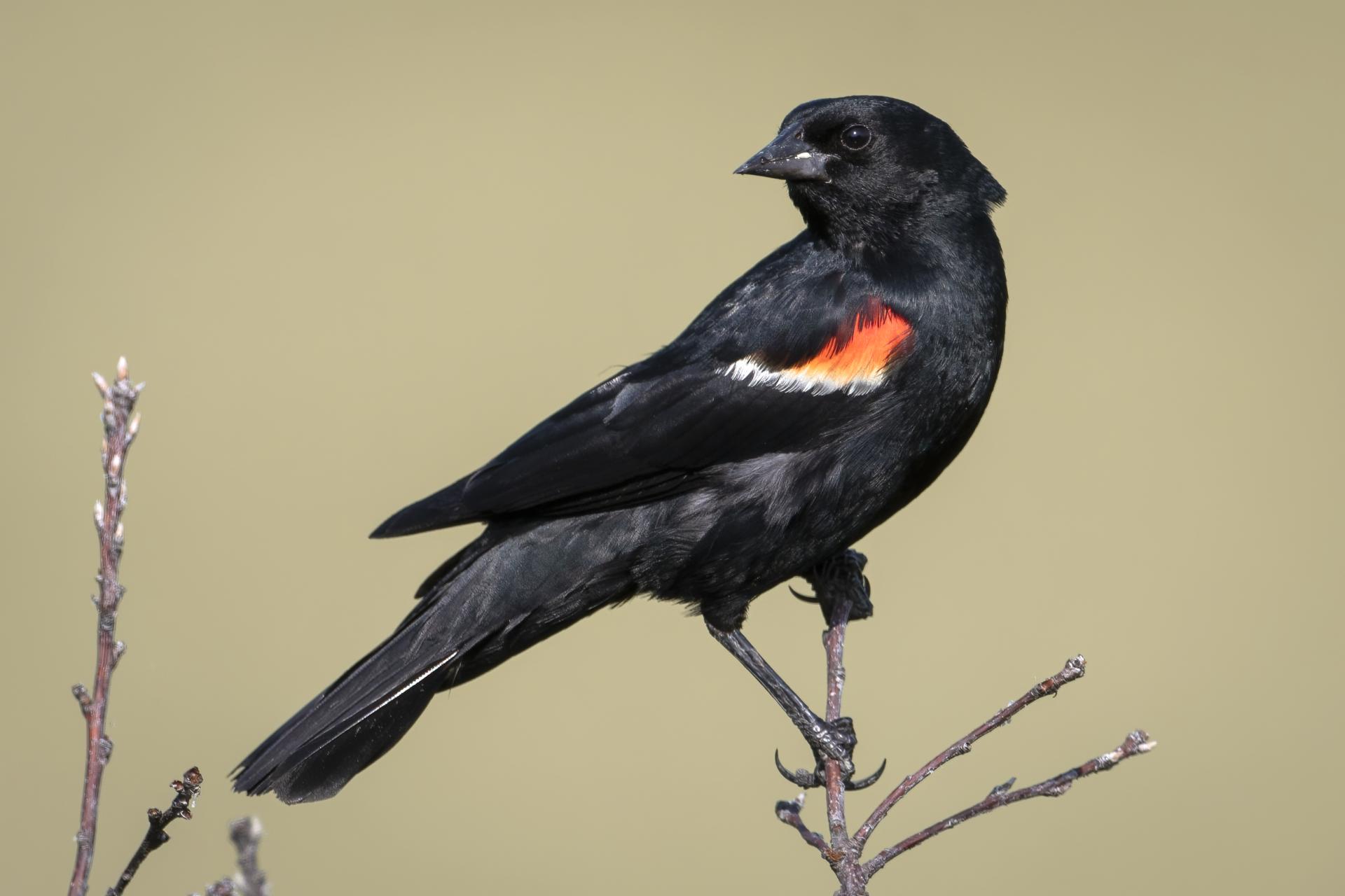carouge-a-epaulettes-red-winged-blackbird