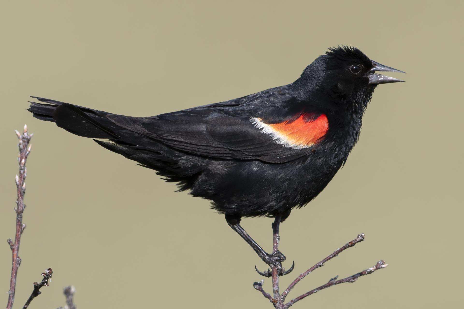 carouge-a-epaulettes-red-winged-blackbird