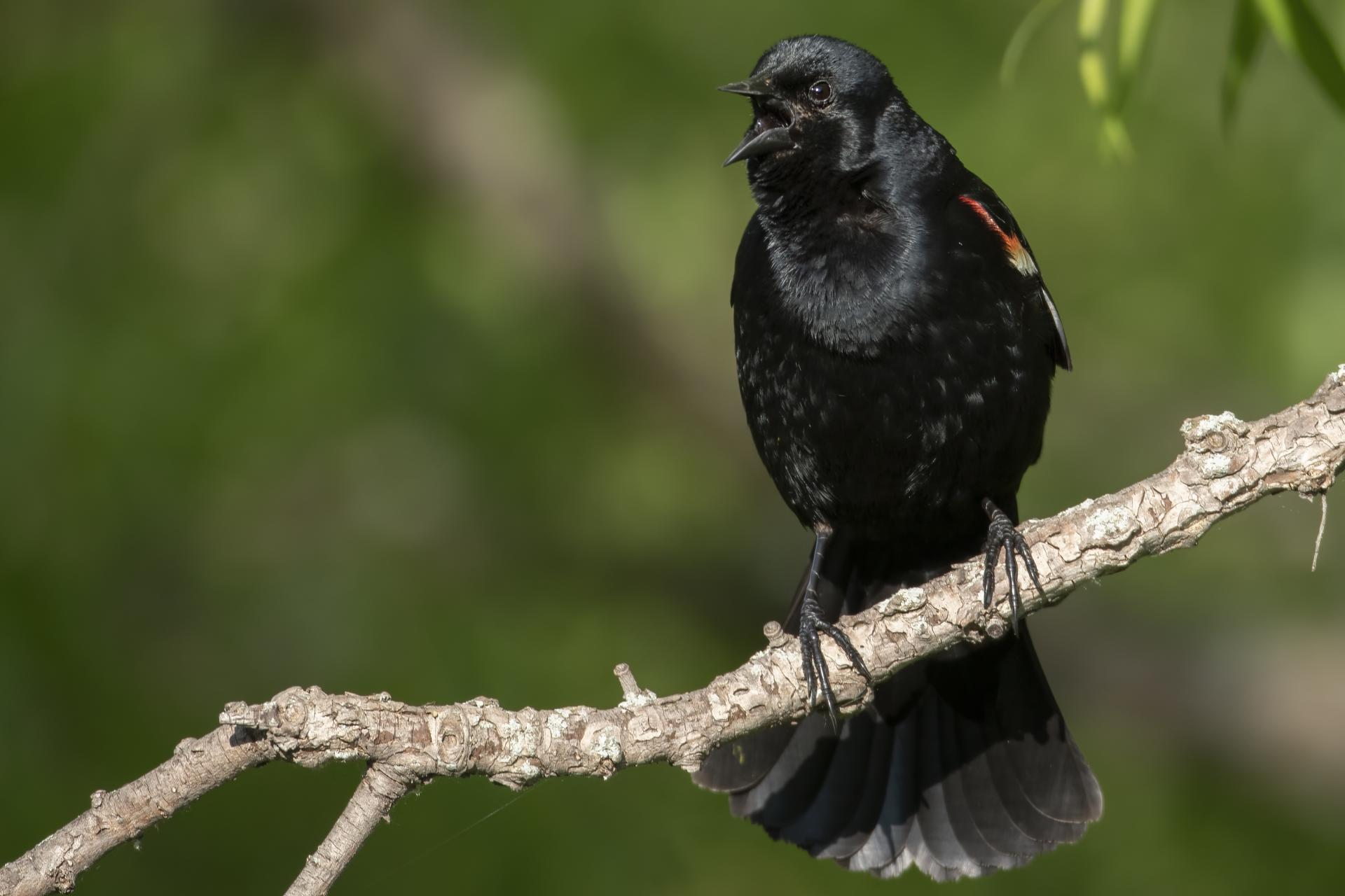 carouge-a-epaulettes-red-winged-blackbird