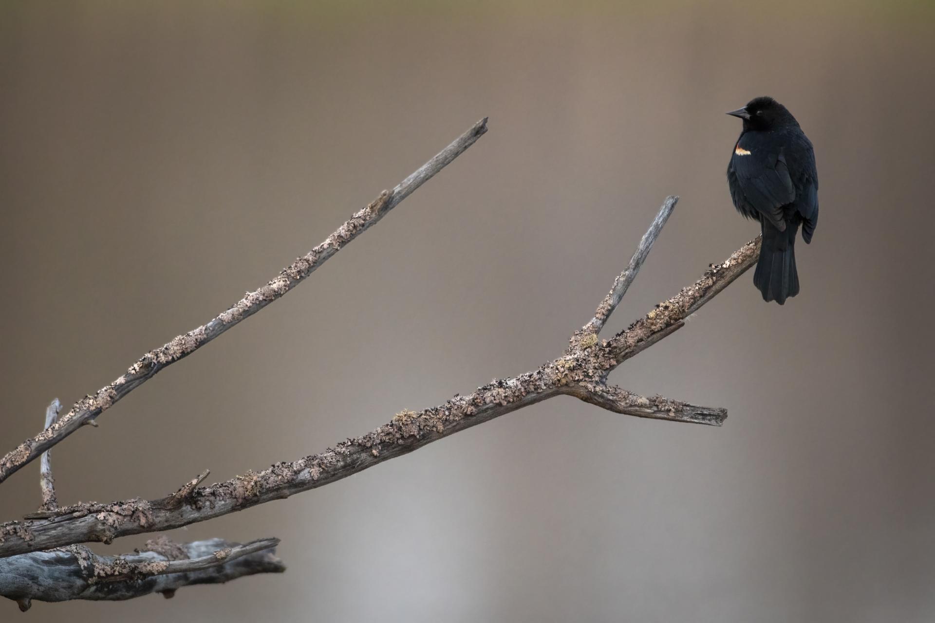 carouge-a-epaulettes-red-winged-blackbird