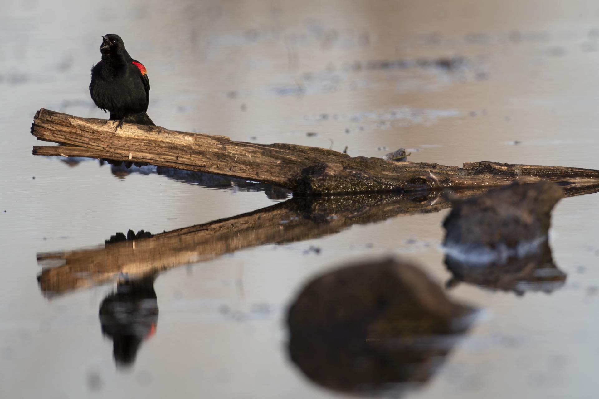 carouge-a-epaulettes-red-winged-blackbird