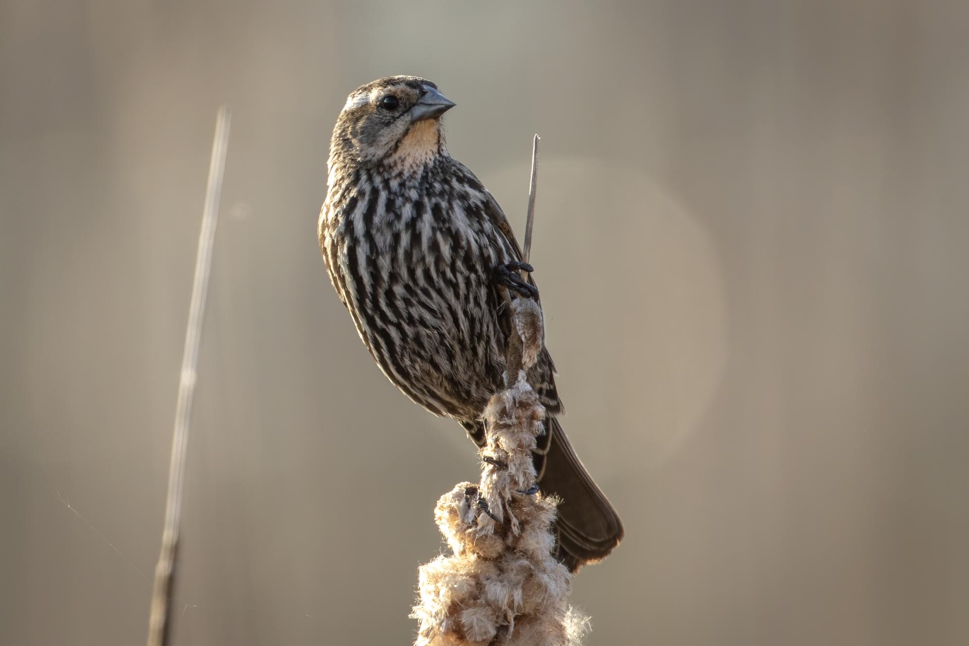 carouge-a-epaulettes-red-winged-blackbird