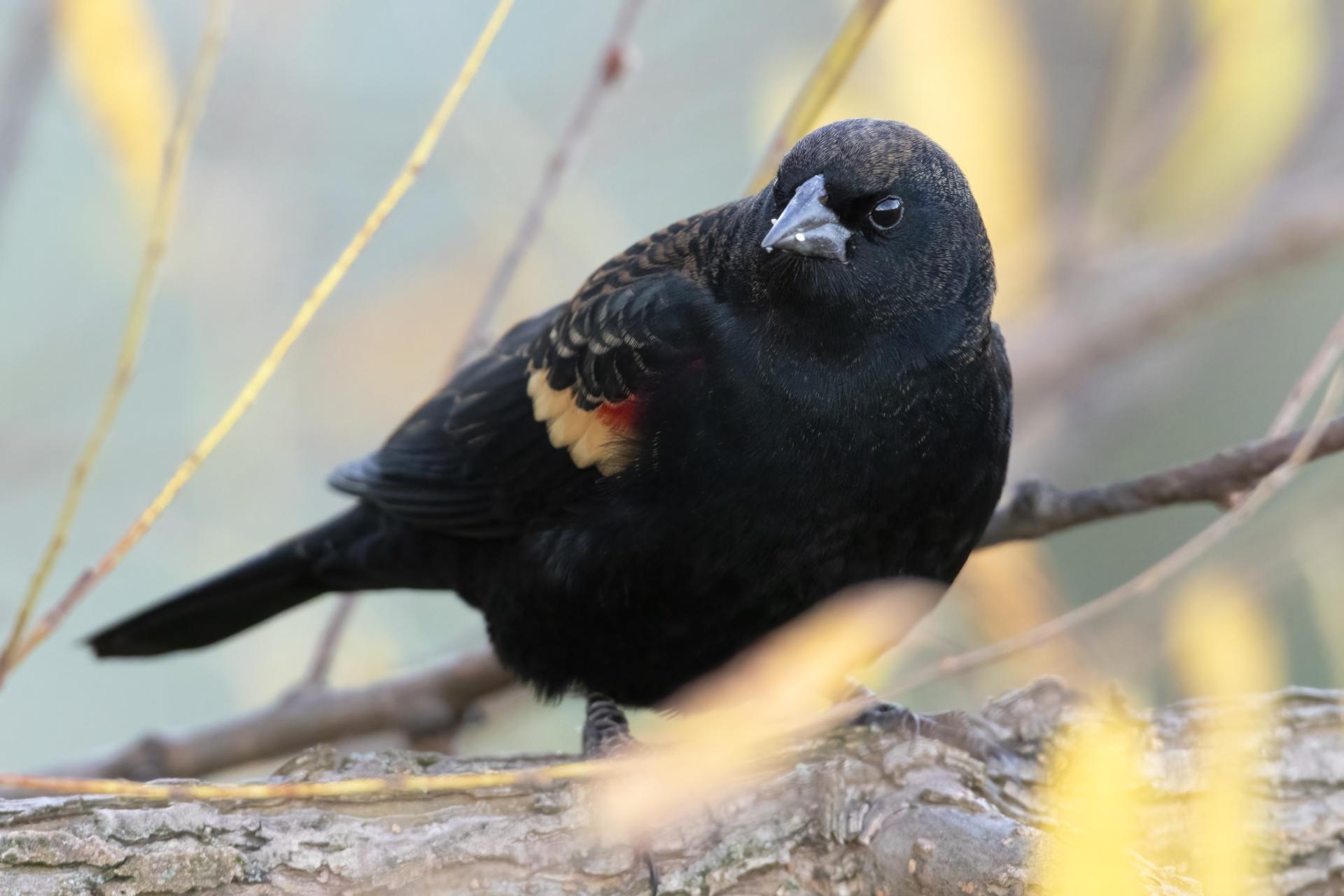 carouge-a-epaulettes-red-winged-blackbird