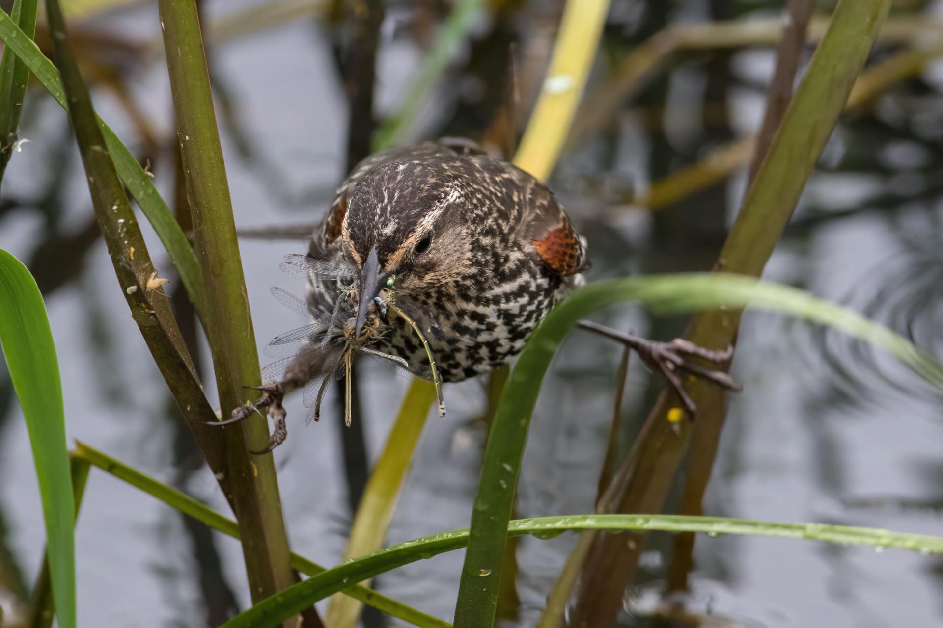 carouge-a-epaulettes-red-winged-blackbird