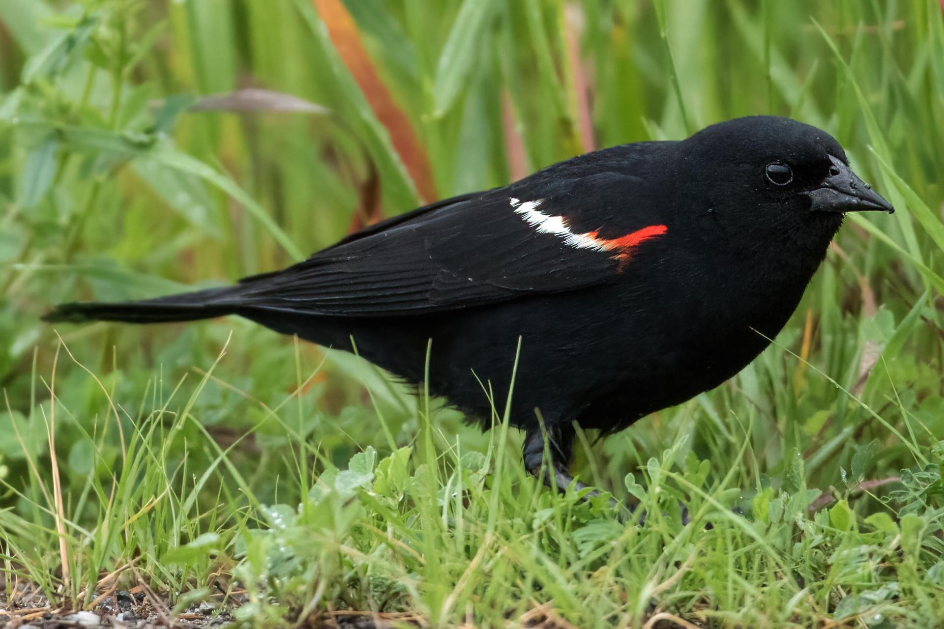 carouge-a-epaulettes-red-winged-blackbird