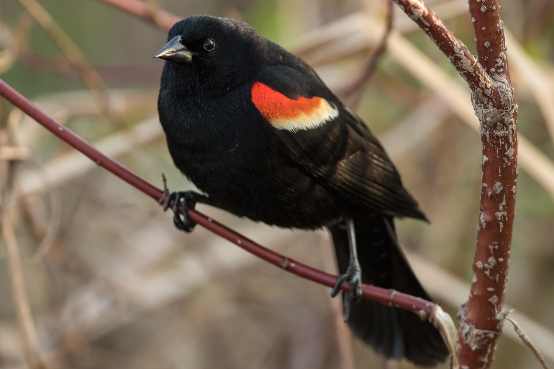 carouge-a-epaulettes-red-winged-blackbird