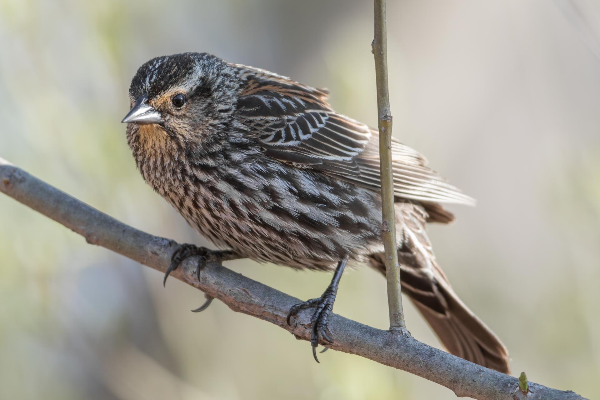 carouge-a-epaulettes-red-winged-blackbird