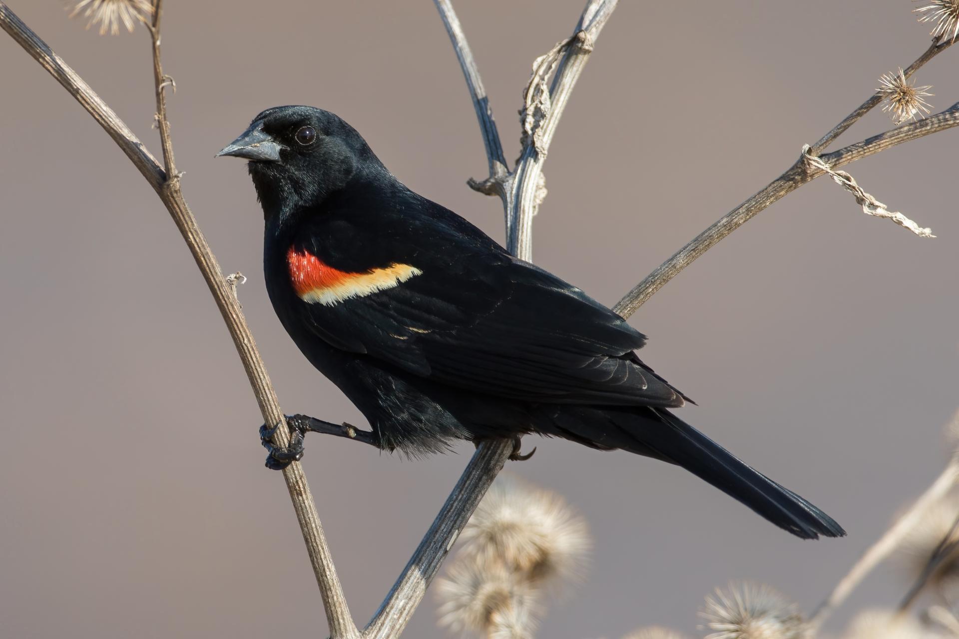 carouge-a-epaulettes-red-winged-blackbird