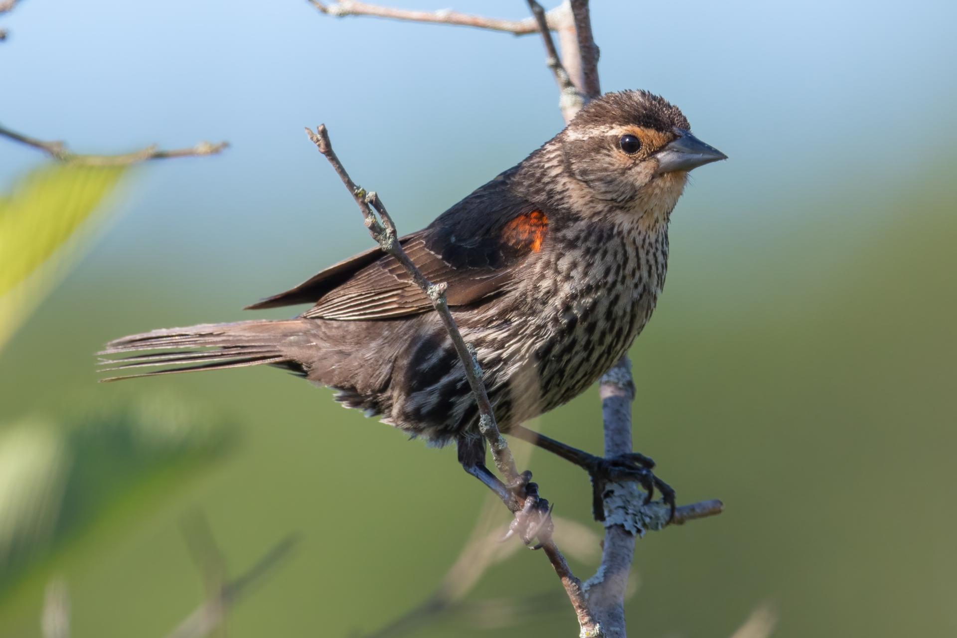 carouge-a-epaulettes-red-winged-blackbird