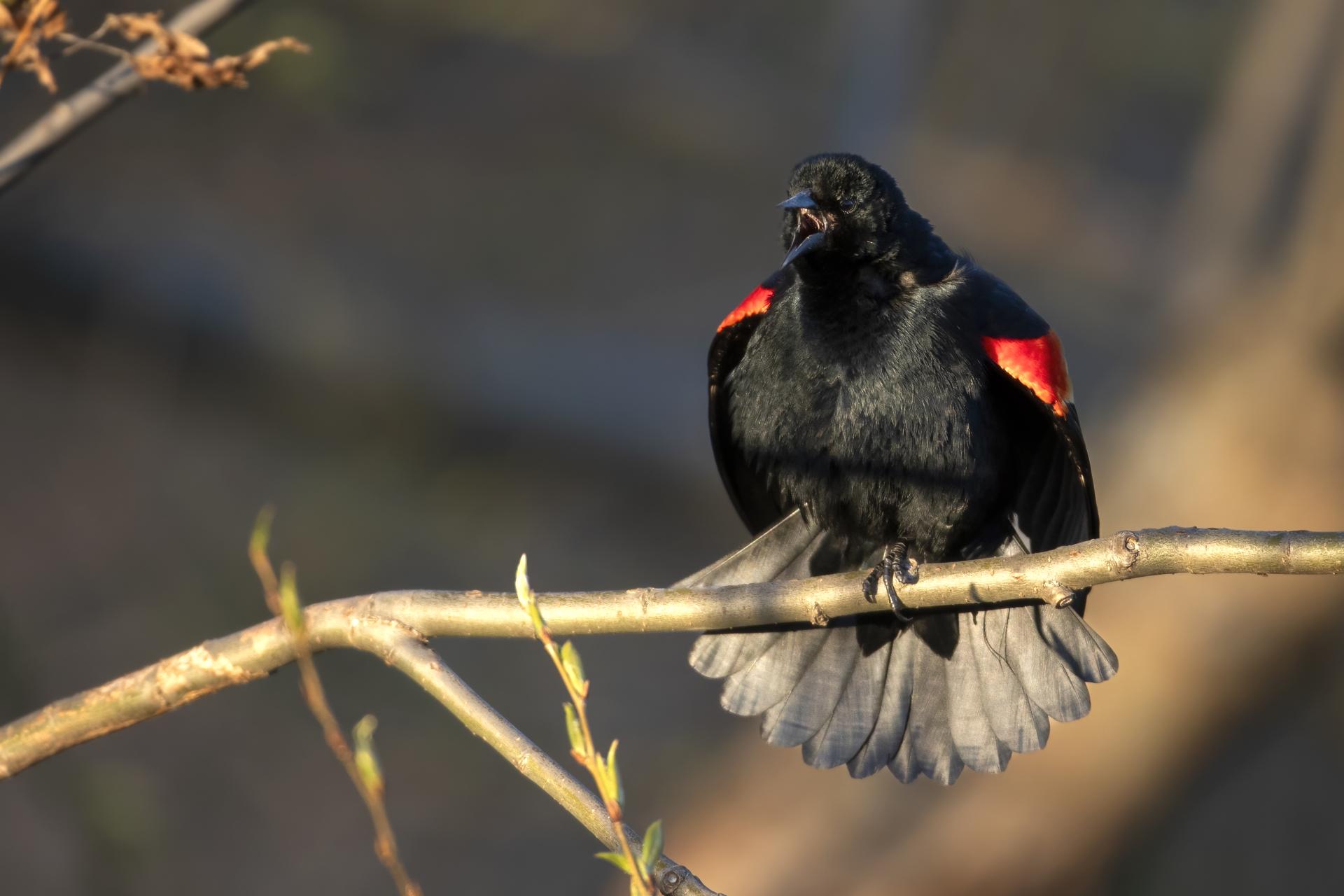 carouge-a-epaulettes-red-winged-blackbird
