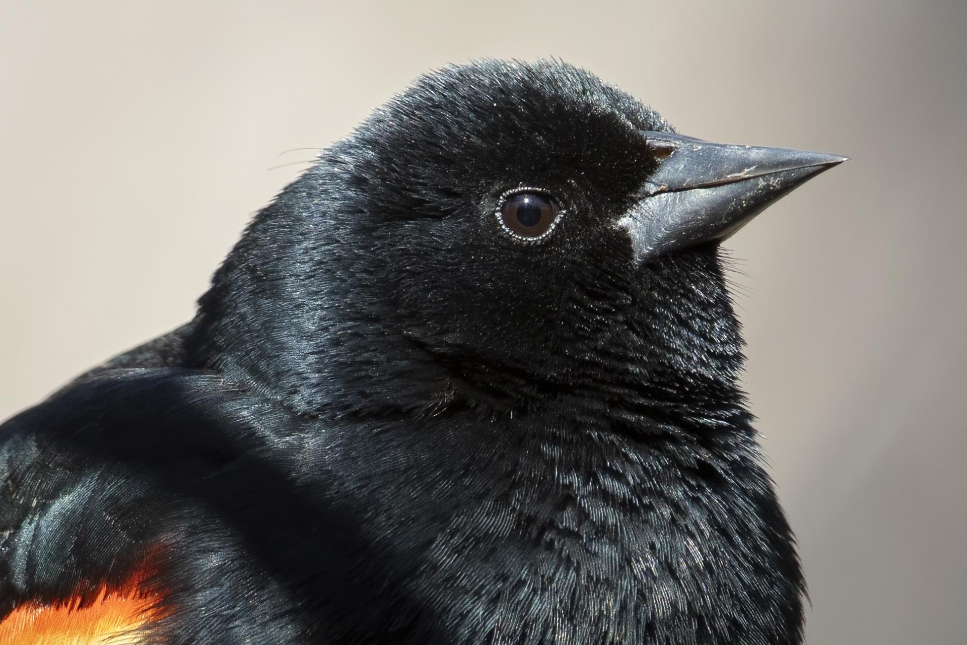 carouge-a-epaulettes-red-winged-blackbird