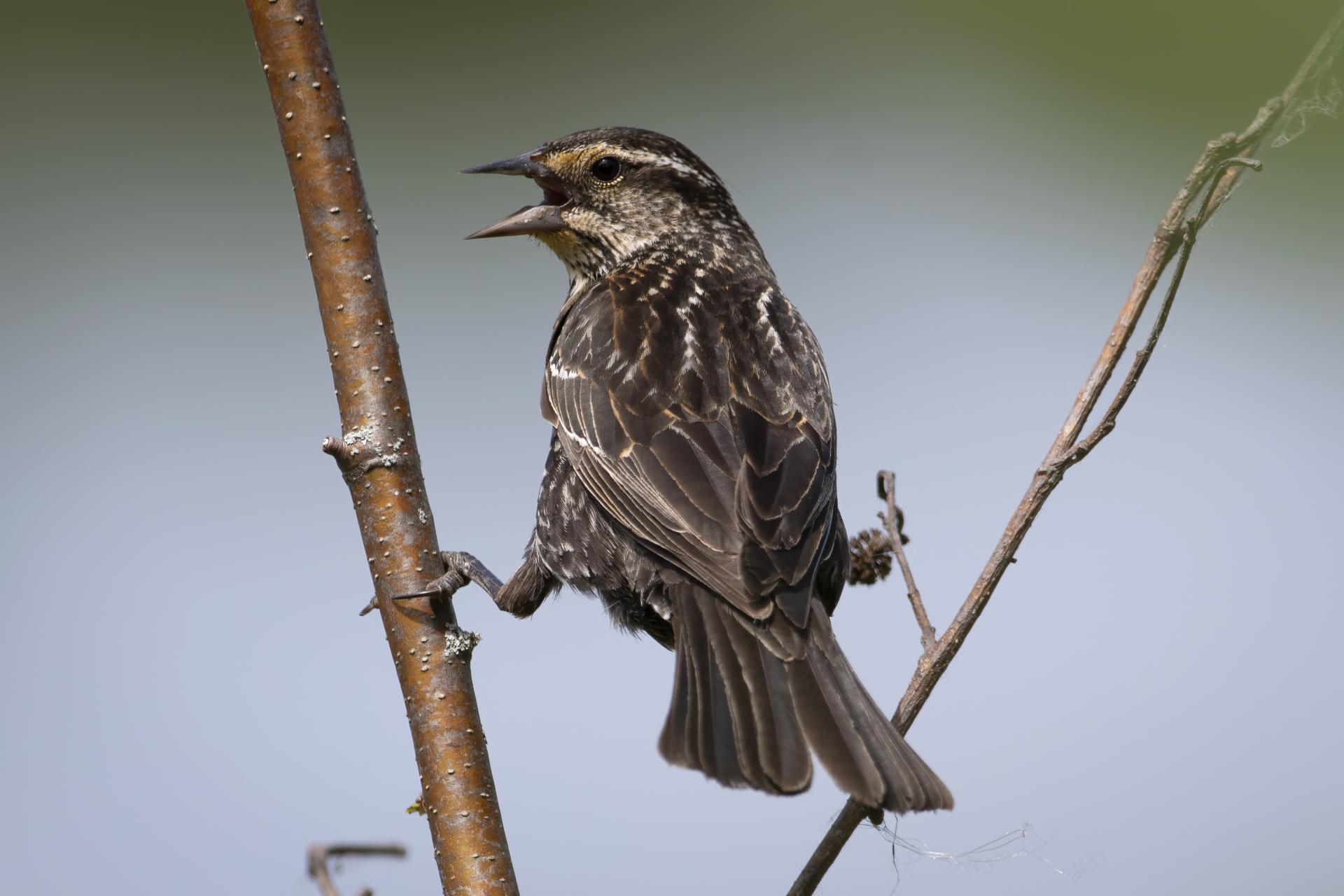 carouge-a-epaulettes-red-winged-blackbird