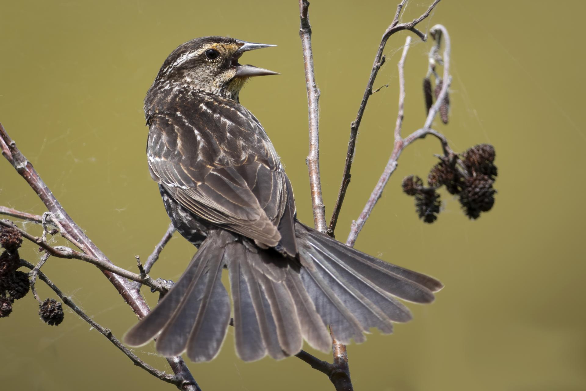 carouge-a-epaulettes-red-winged-blackbird