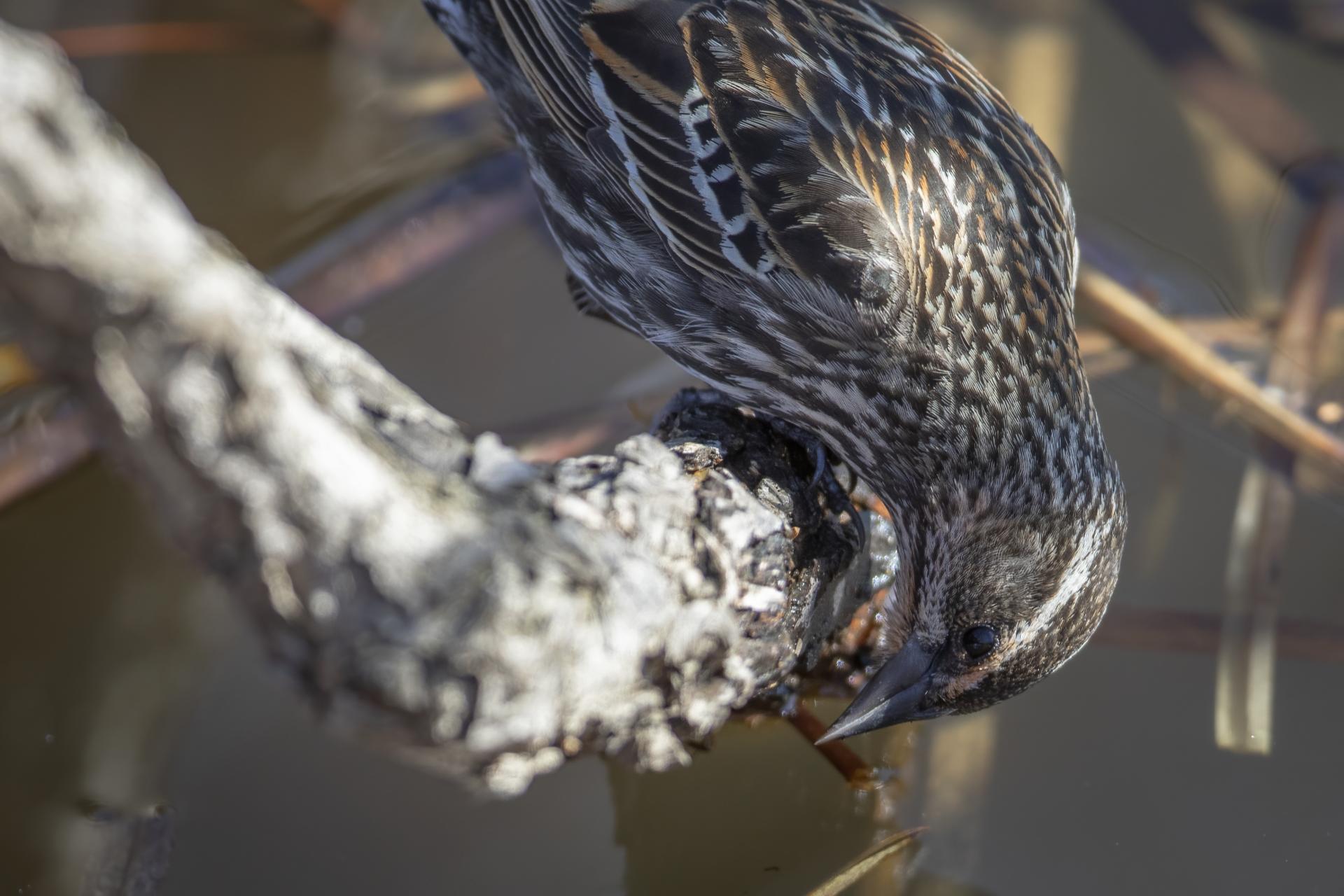 carouge-a-epaulettes-red-winged-blackbird