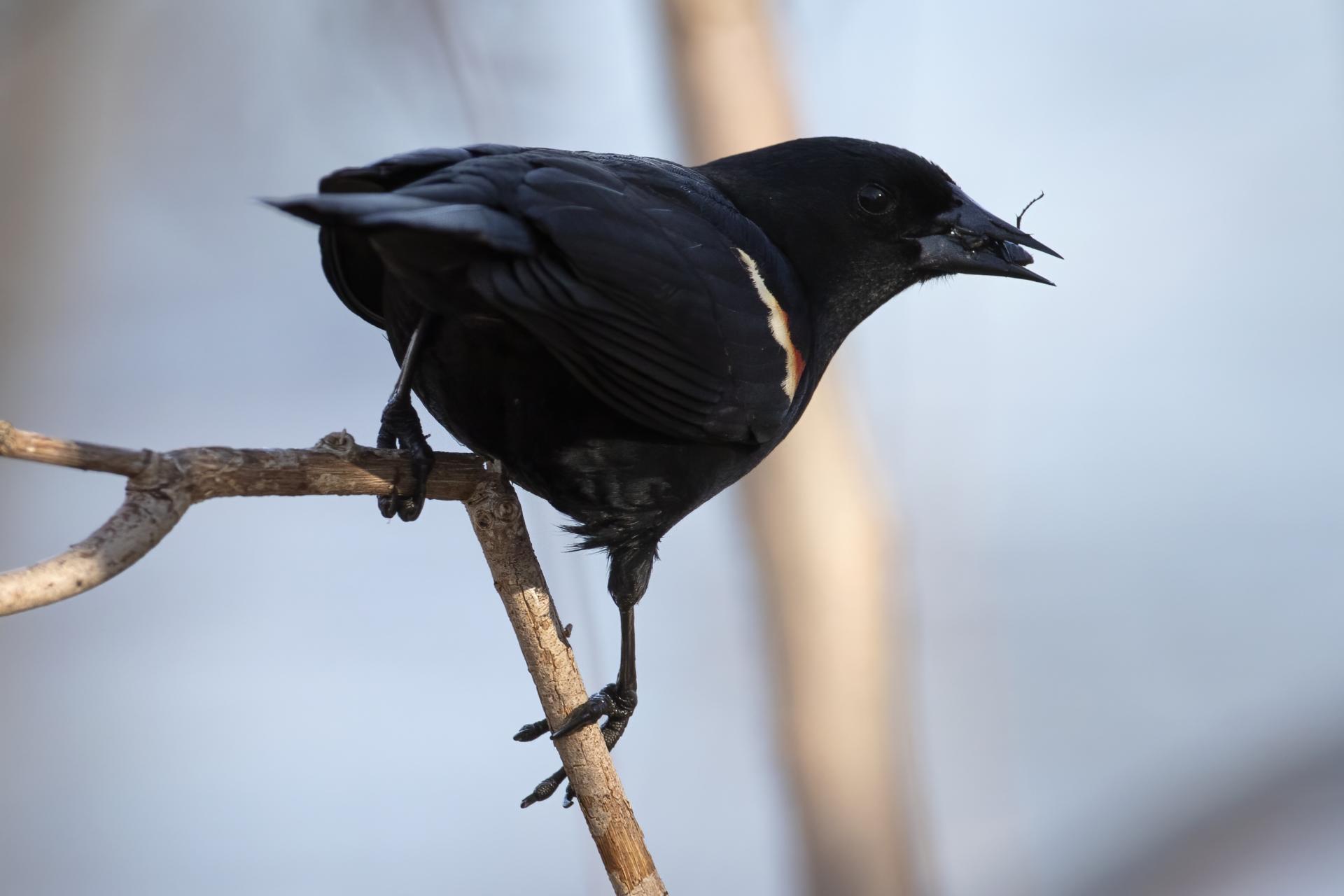 carouge-a-epaulettes-red-winged-blackbird