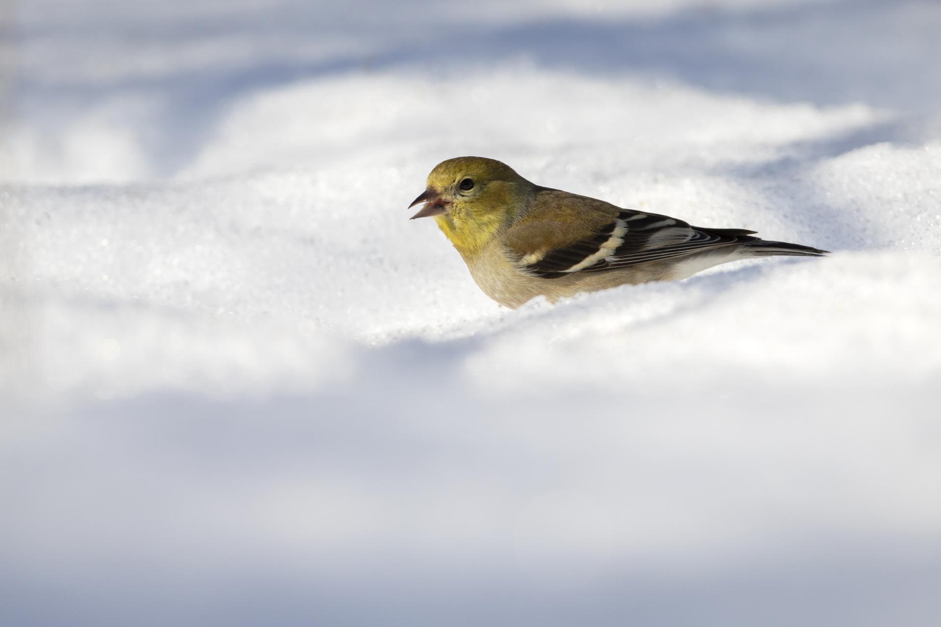 chardonneret-jaune-American-goldfinch