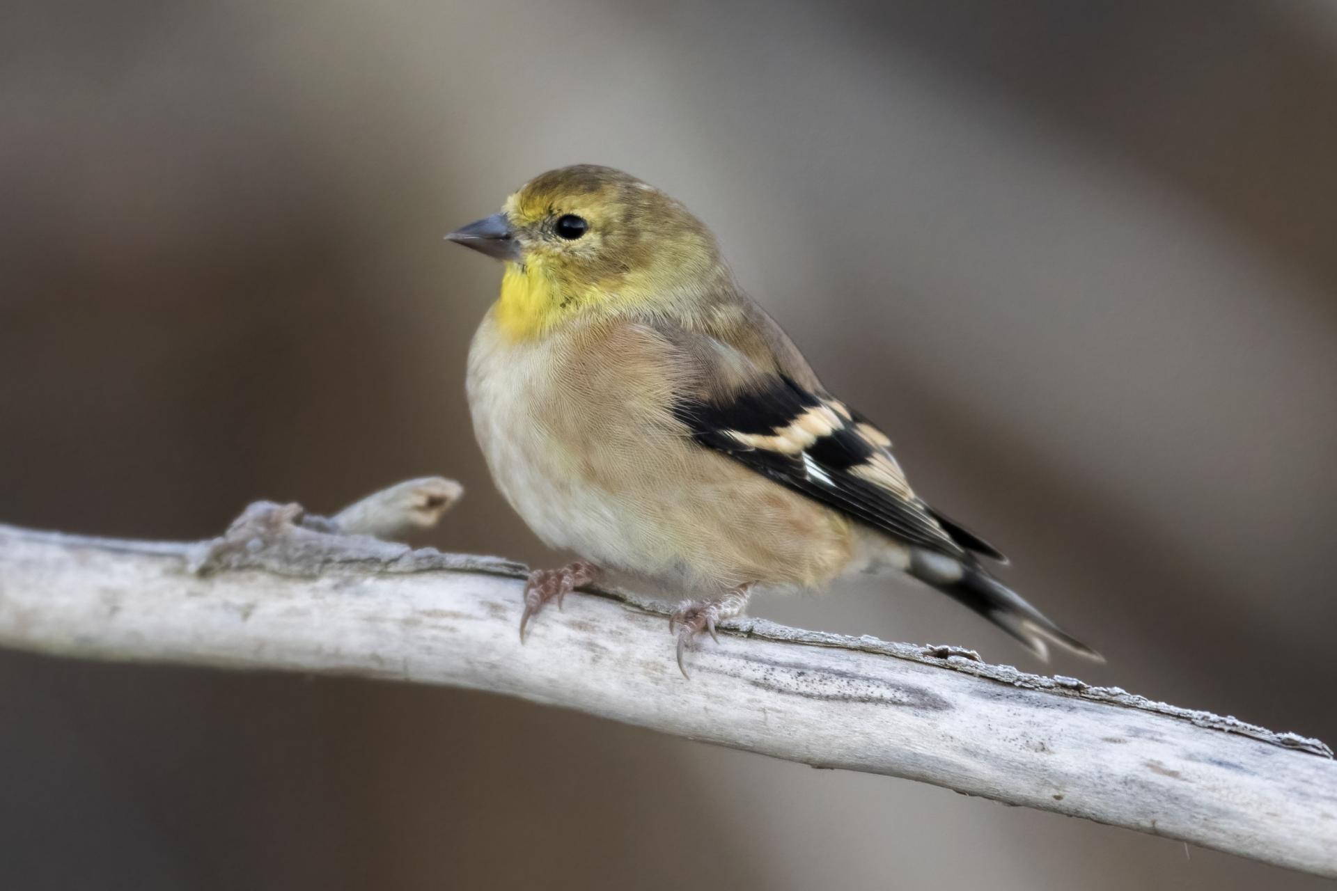 chardonneret-jaune-American-goldfinch