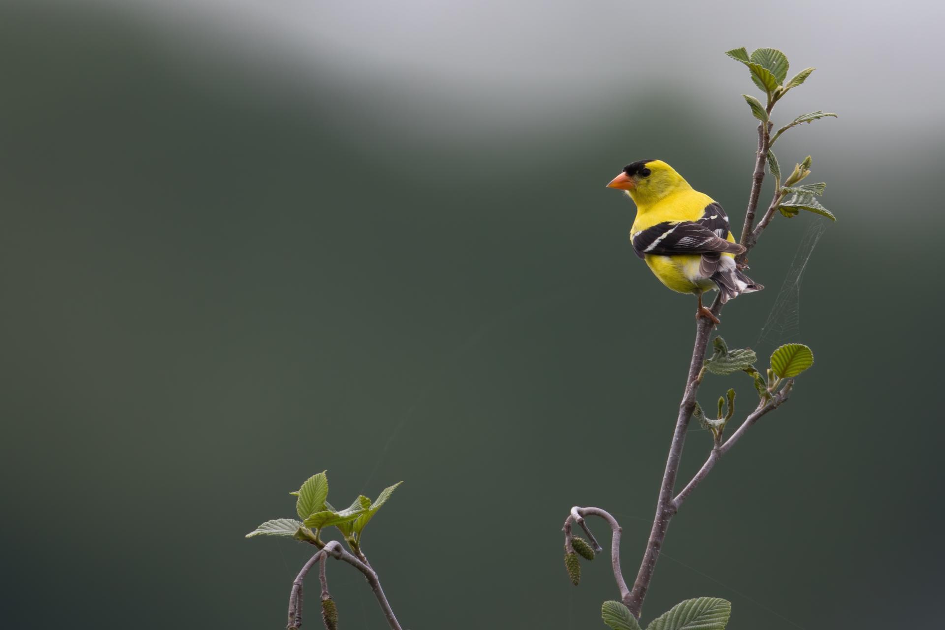 chardonneret-jaune-American-goldfinch