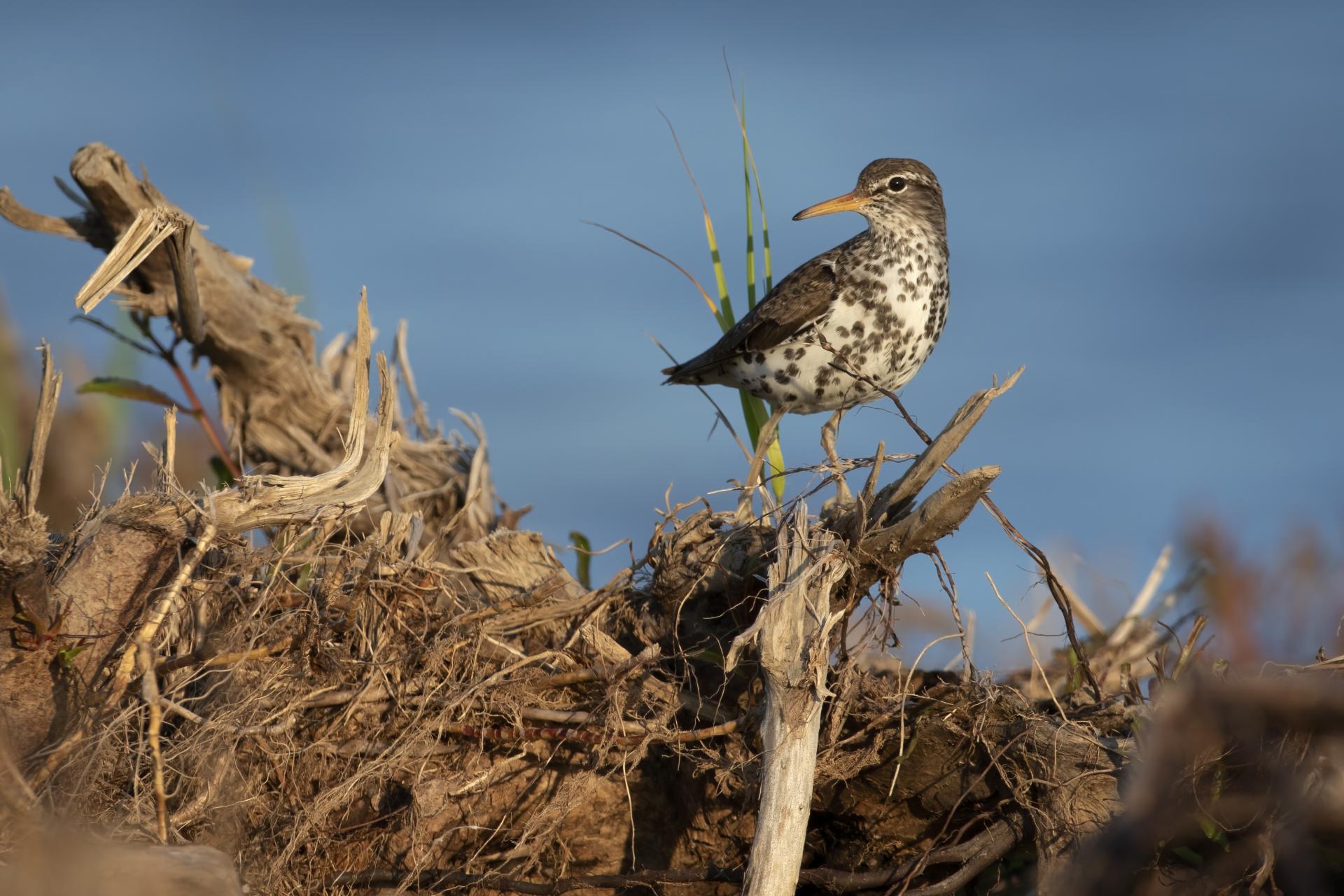 chevalier-grivele-spotted-sandpiper