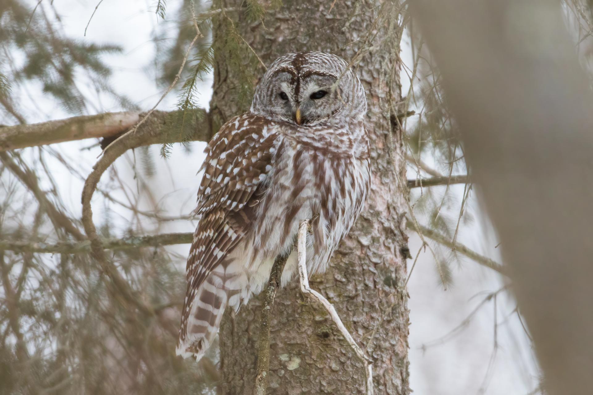 chouette-rayee-barred-owl