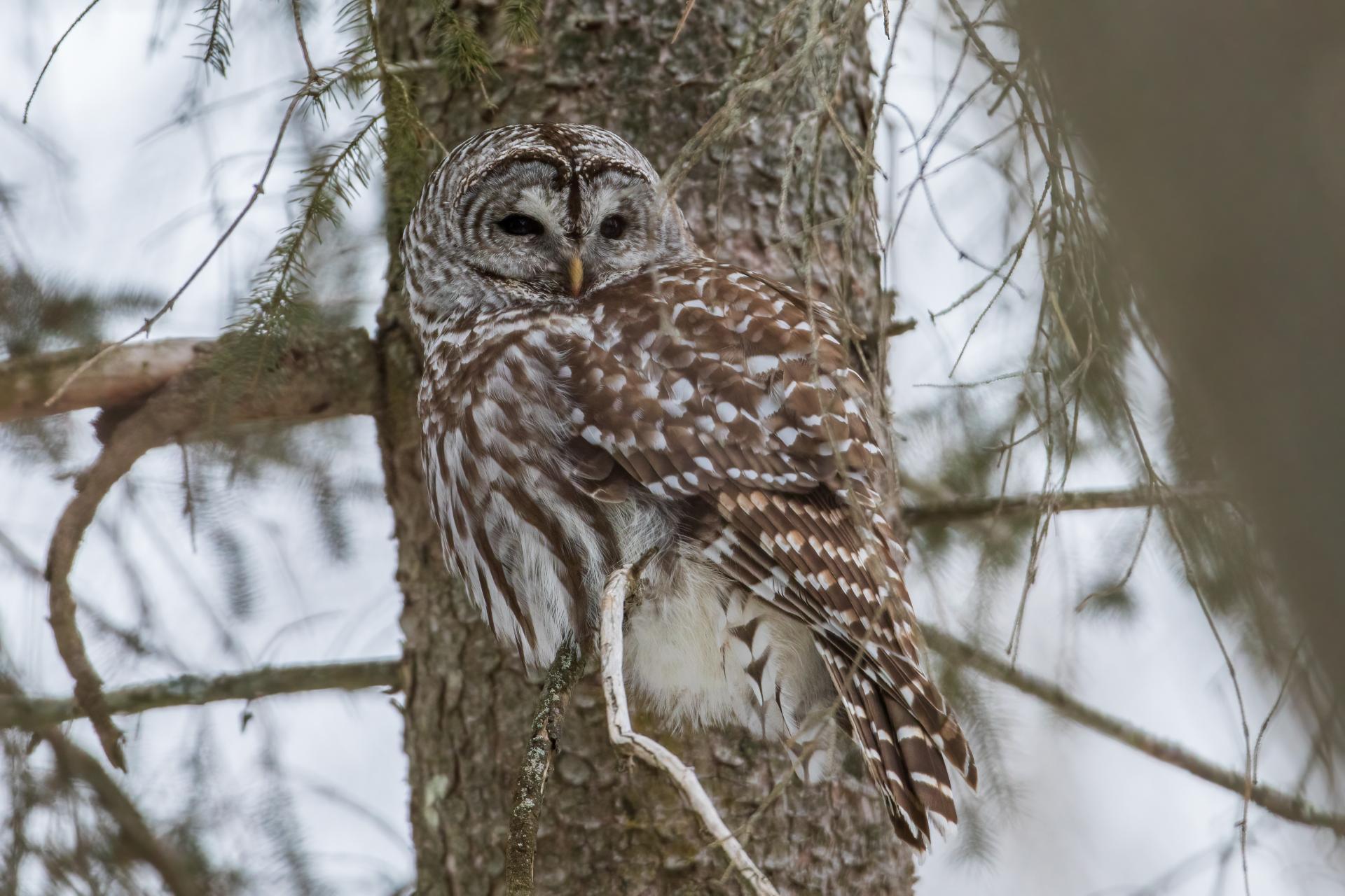chouette-rayee-barred-owl
