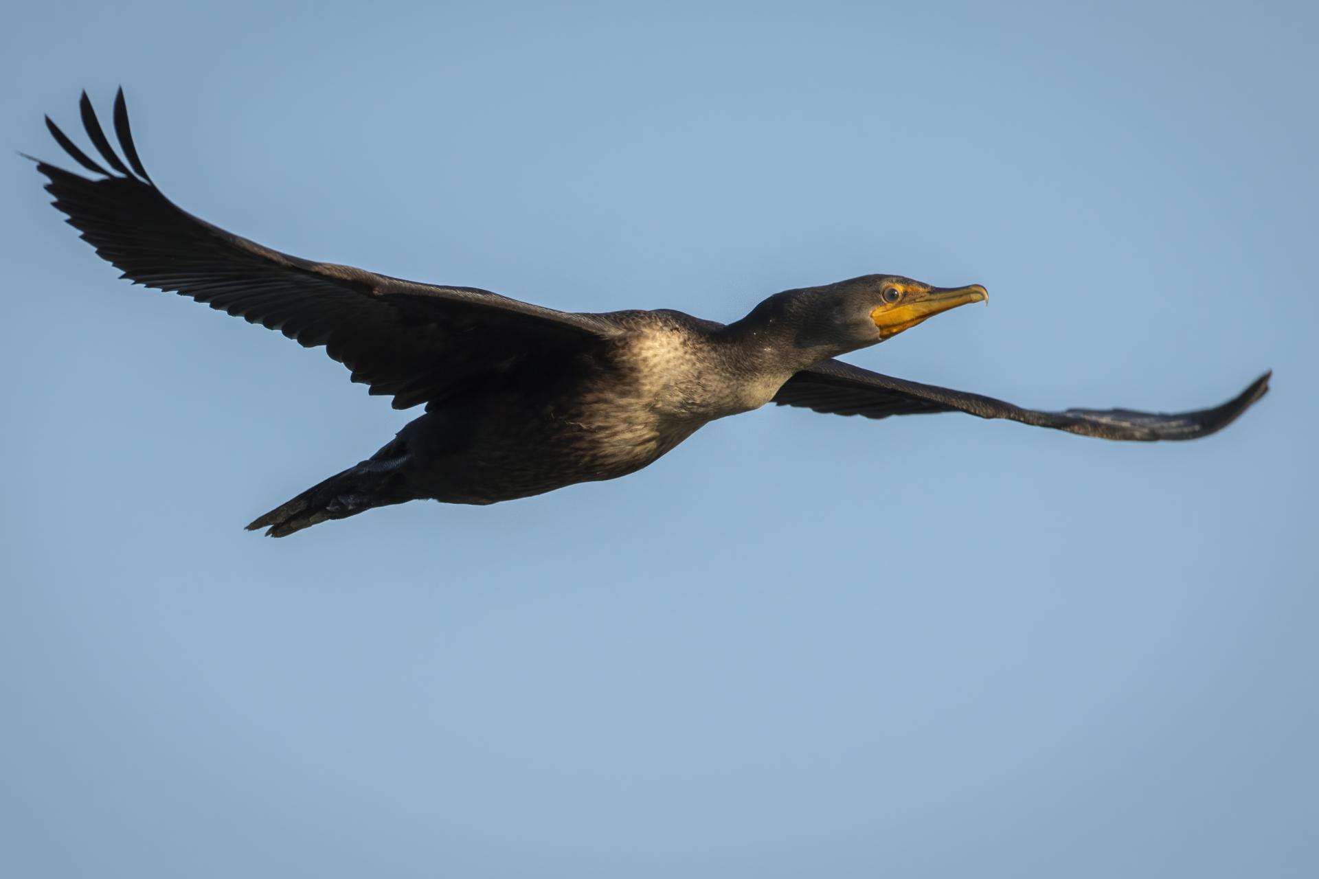 cormoran-a-aigrettes-double-crested-cormorant