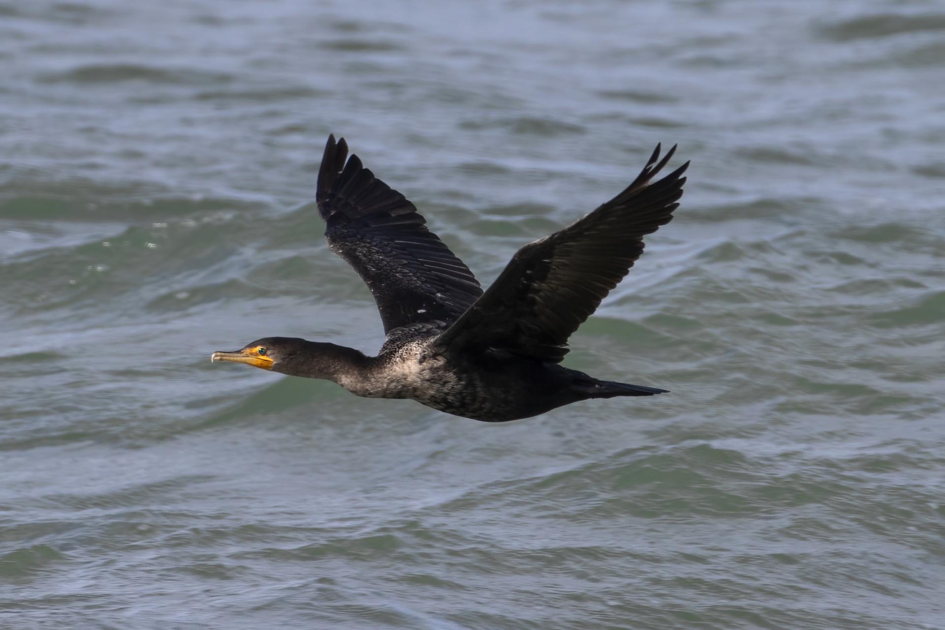 cormoran-a-aigrettes-double-crested-cormorant