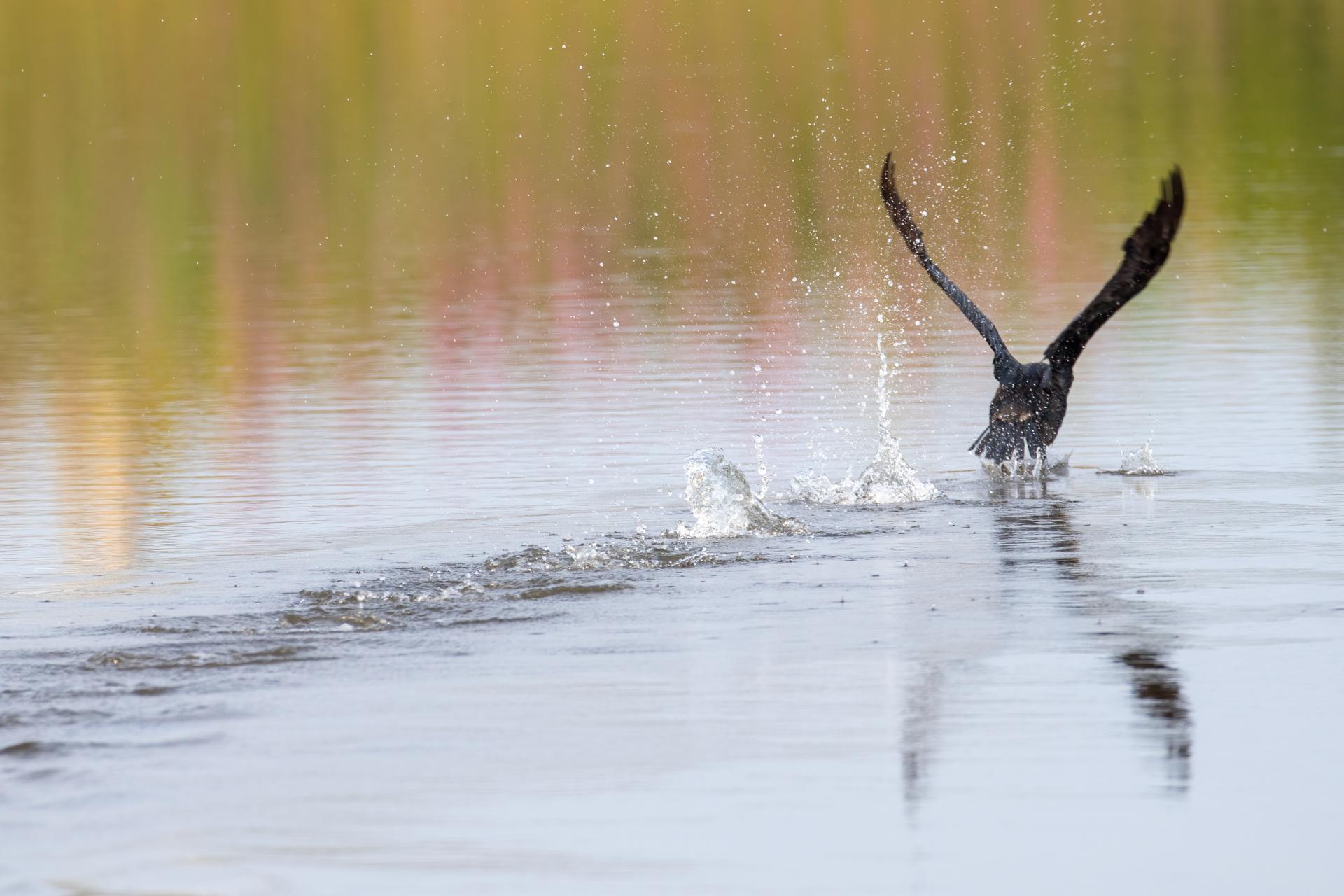 cormoran-a-aigrettes-double-crested-cormorant