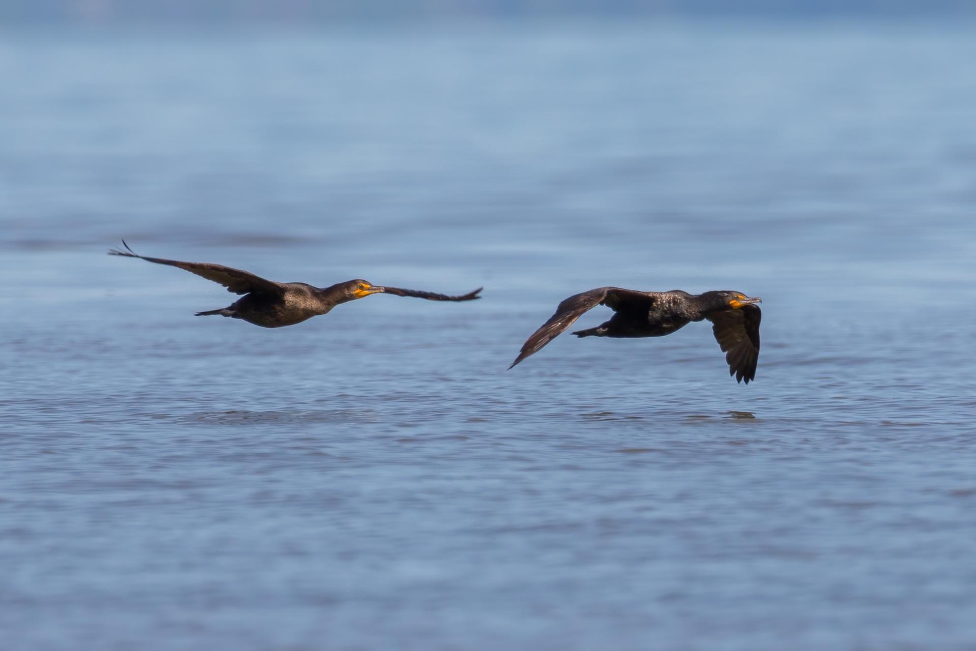 cormoran-a-aigrettes-double-crested-cormorant