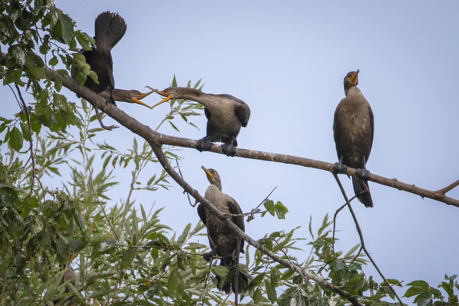 cormoran-a-aigrettes-double-crested-cormorant