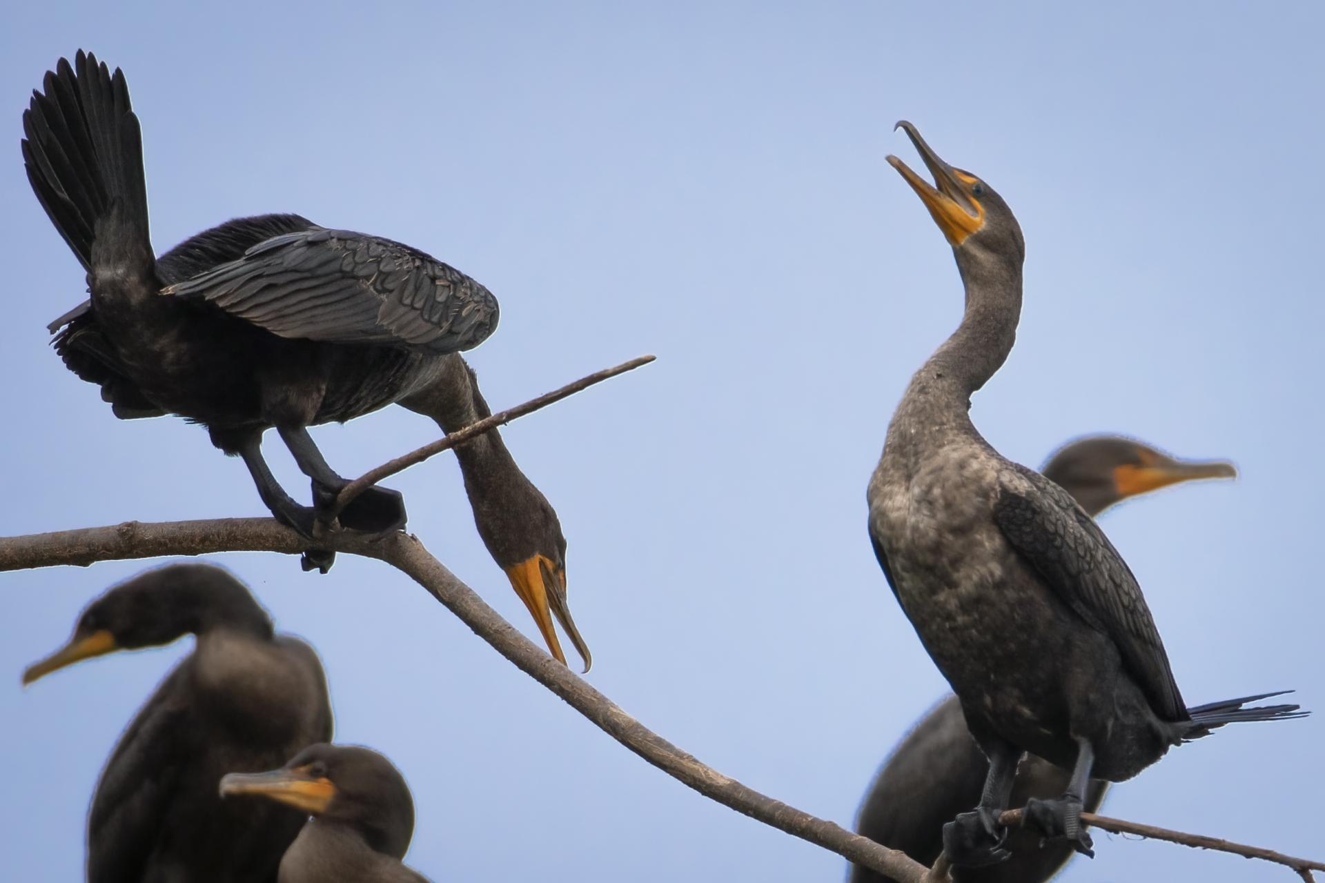 cormoran-a-aigrettes-double-crested-cormorant