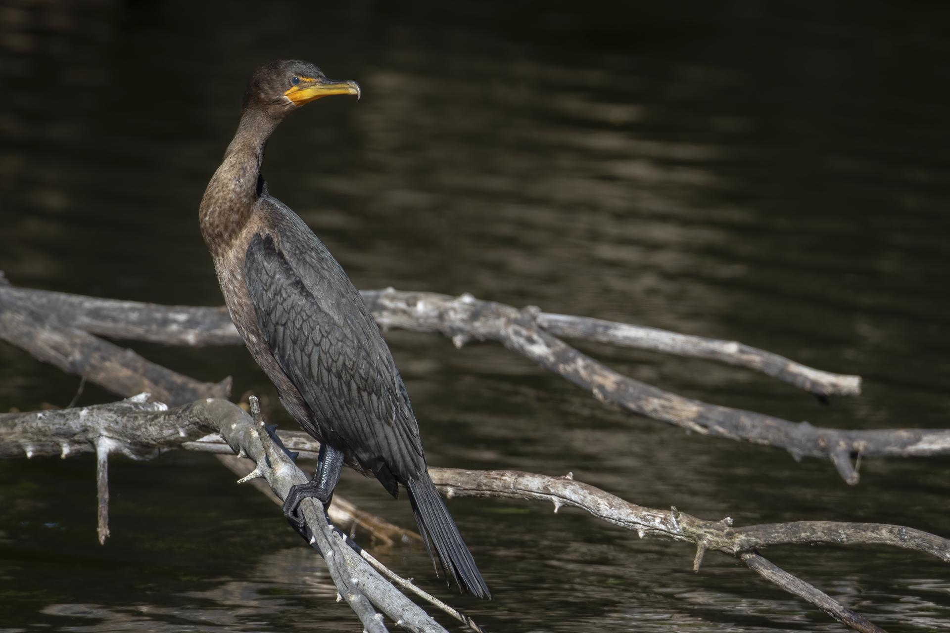 cormoran-a-aigrettes-double-crested-cormorant