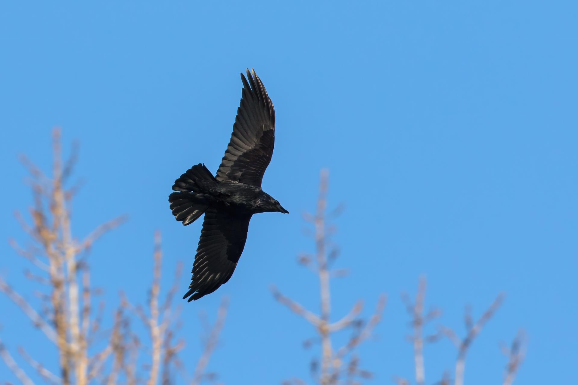 corneille-d-amerique-American-crow