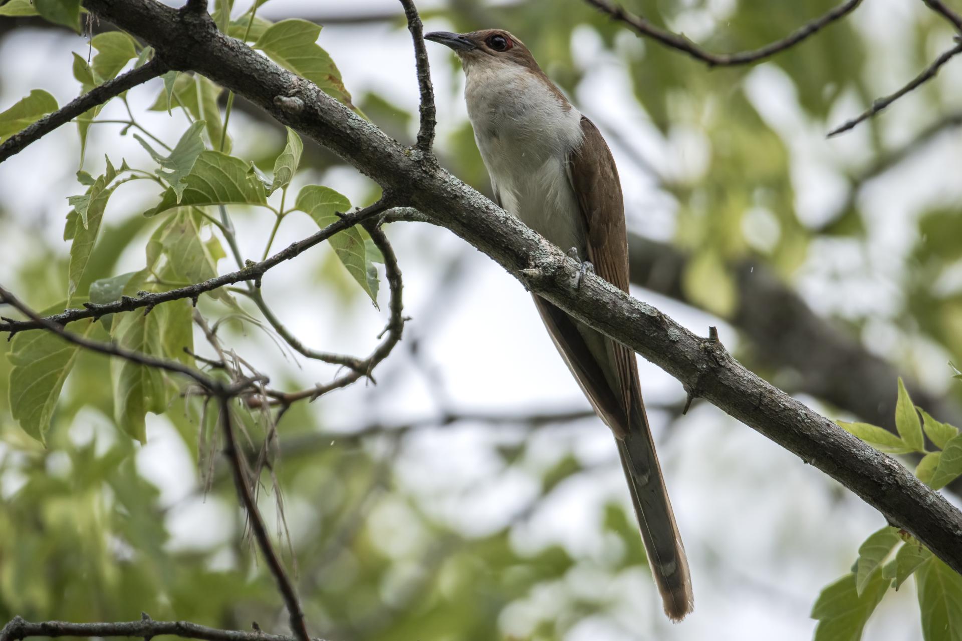 coulicou-a-bec-noir-black-billed-cuckoo