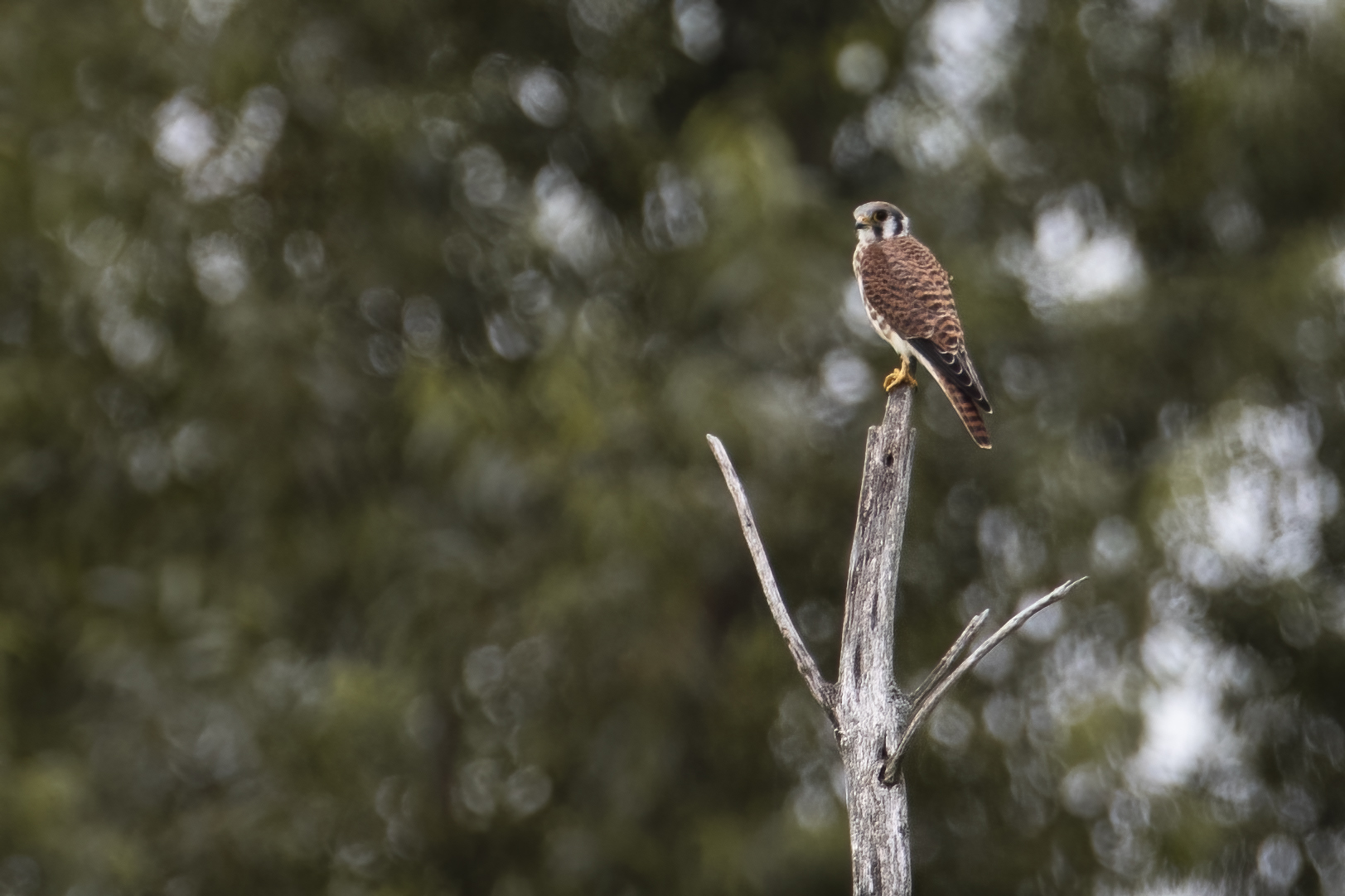 crecerelle-d-amerique-American-kestrel