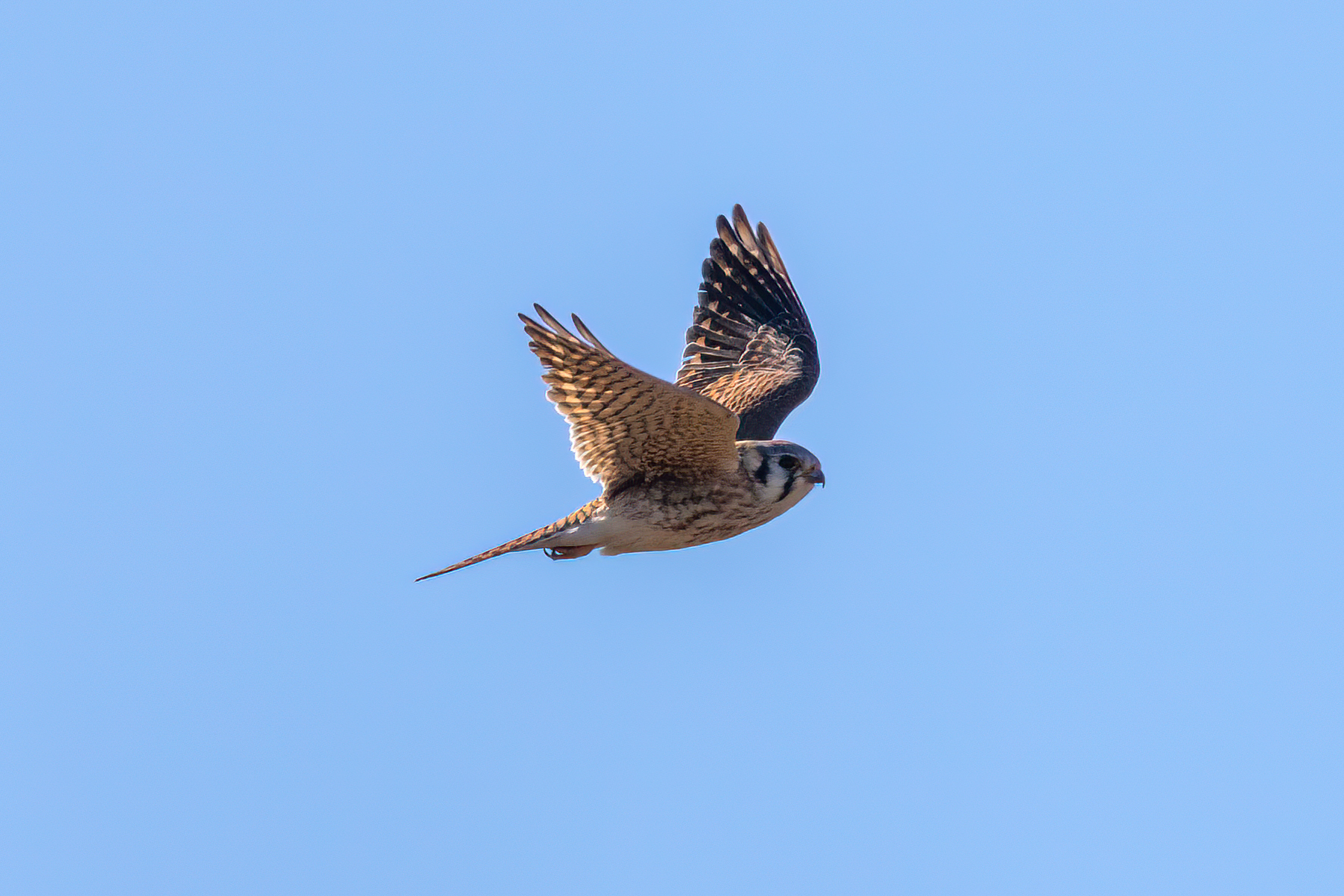 crecerelle-d-amerique-American-kestrel