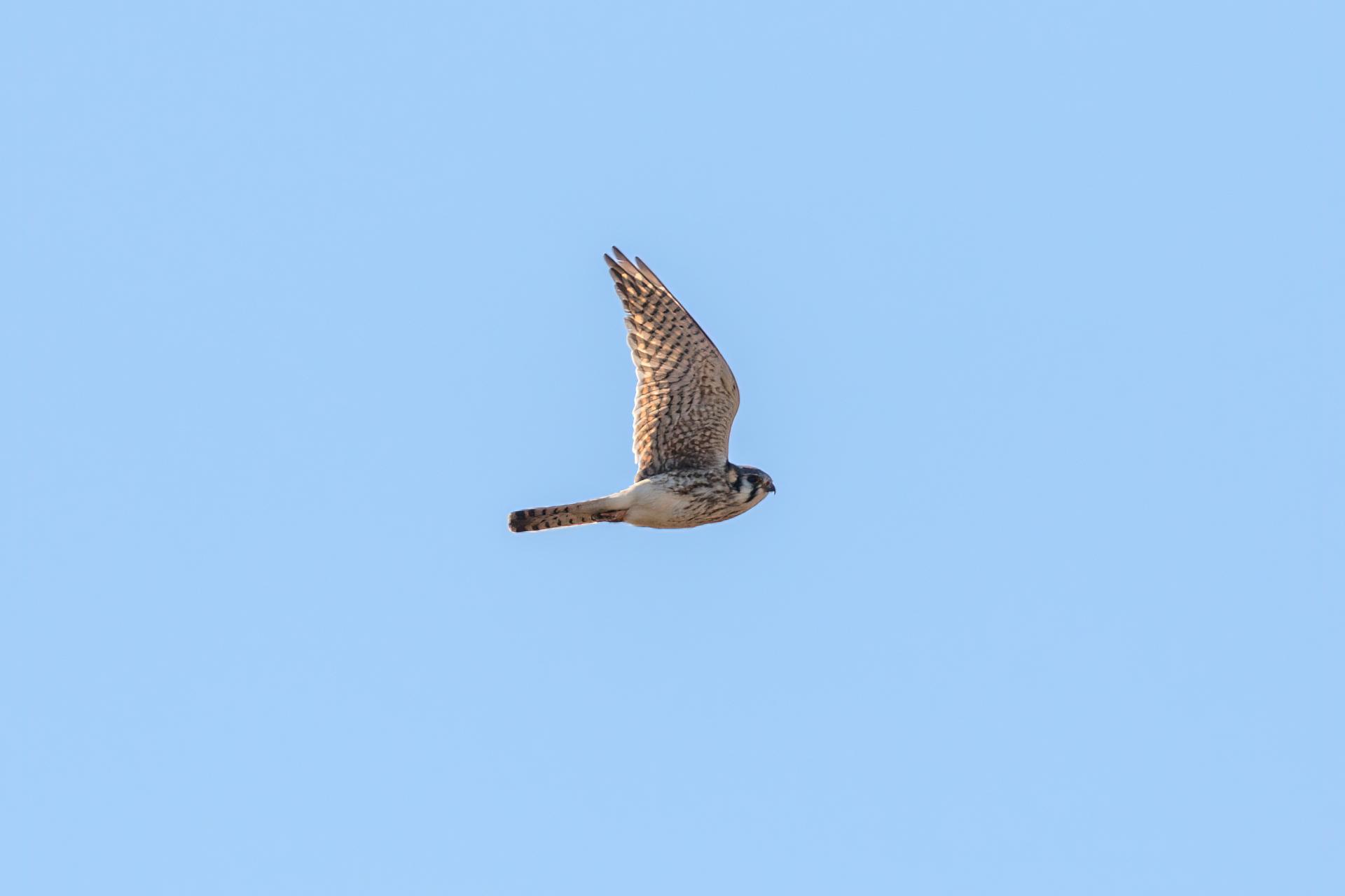 crecerelle-d-amerique-American-kestrel