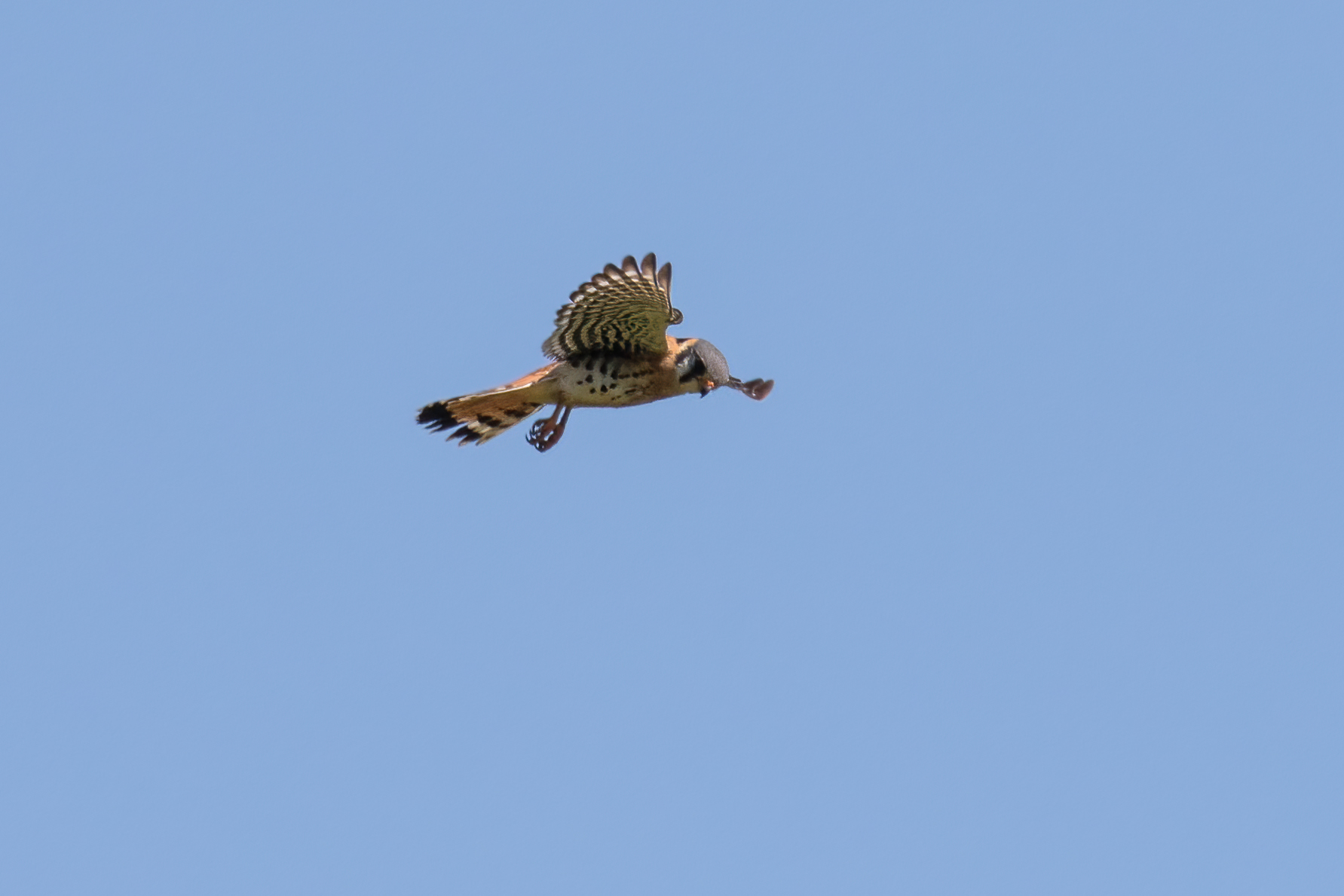 crecerelle-d-amerique-American-kestrel