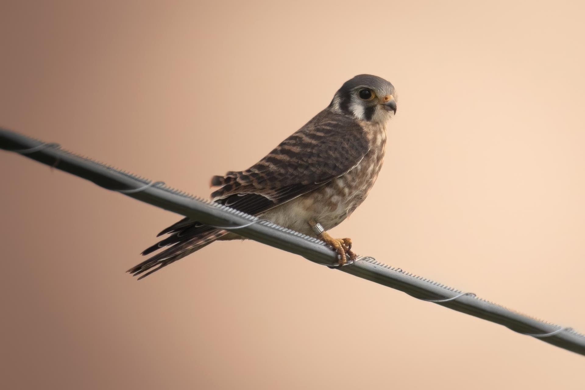 crecerelle-d-amerique-American-kestrel