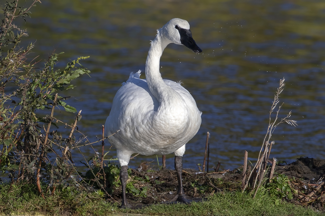 cygne-trompette-trumpeter-swan