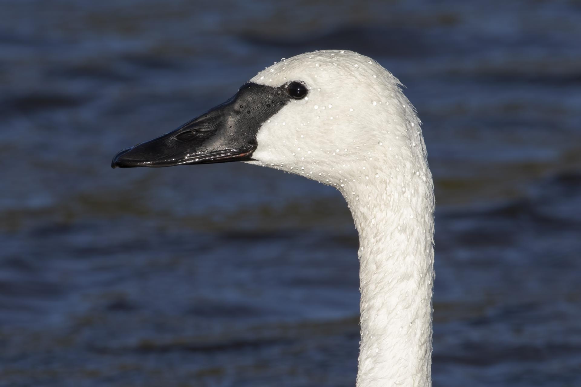 cygne-trompette-trumpeter-swan