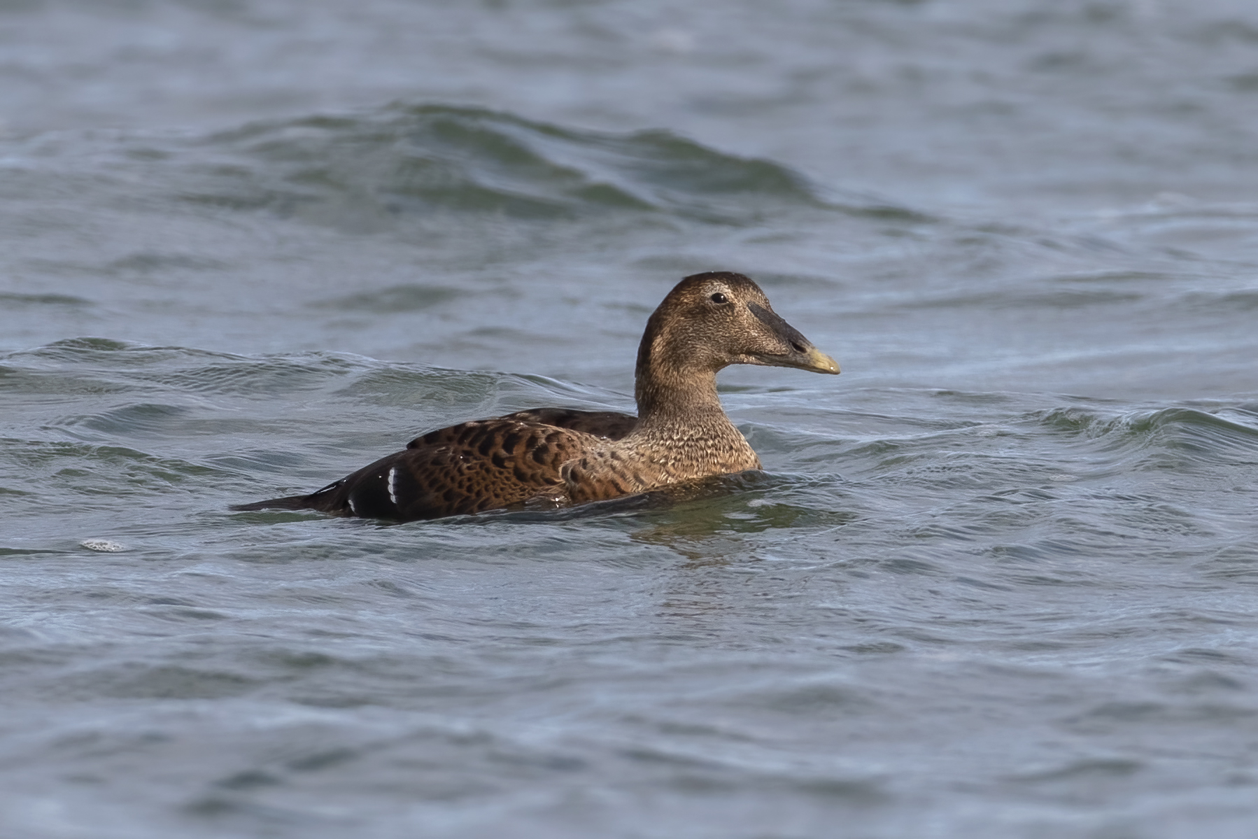 eider-a-duvet-common-eider