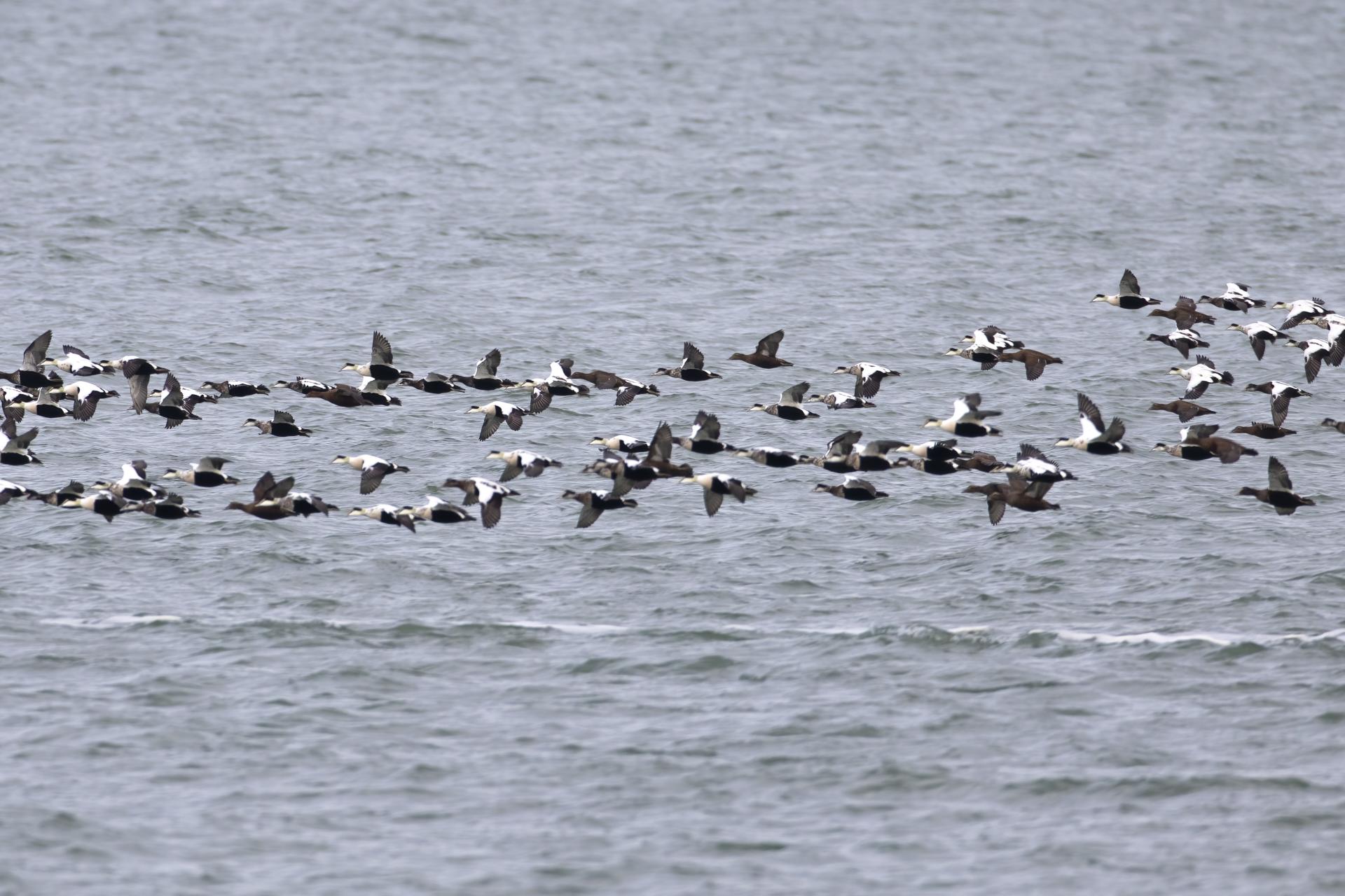 eider-a-duvet-common-eider