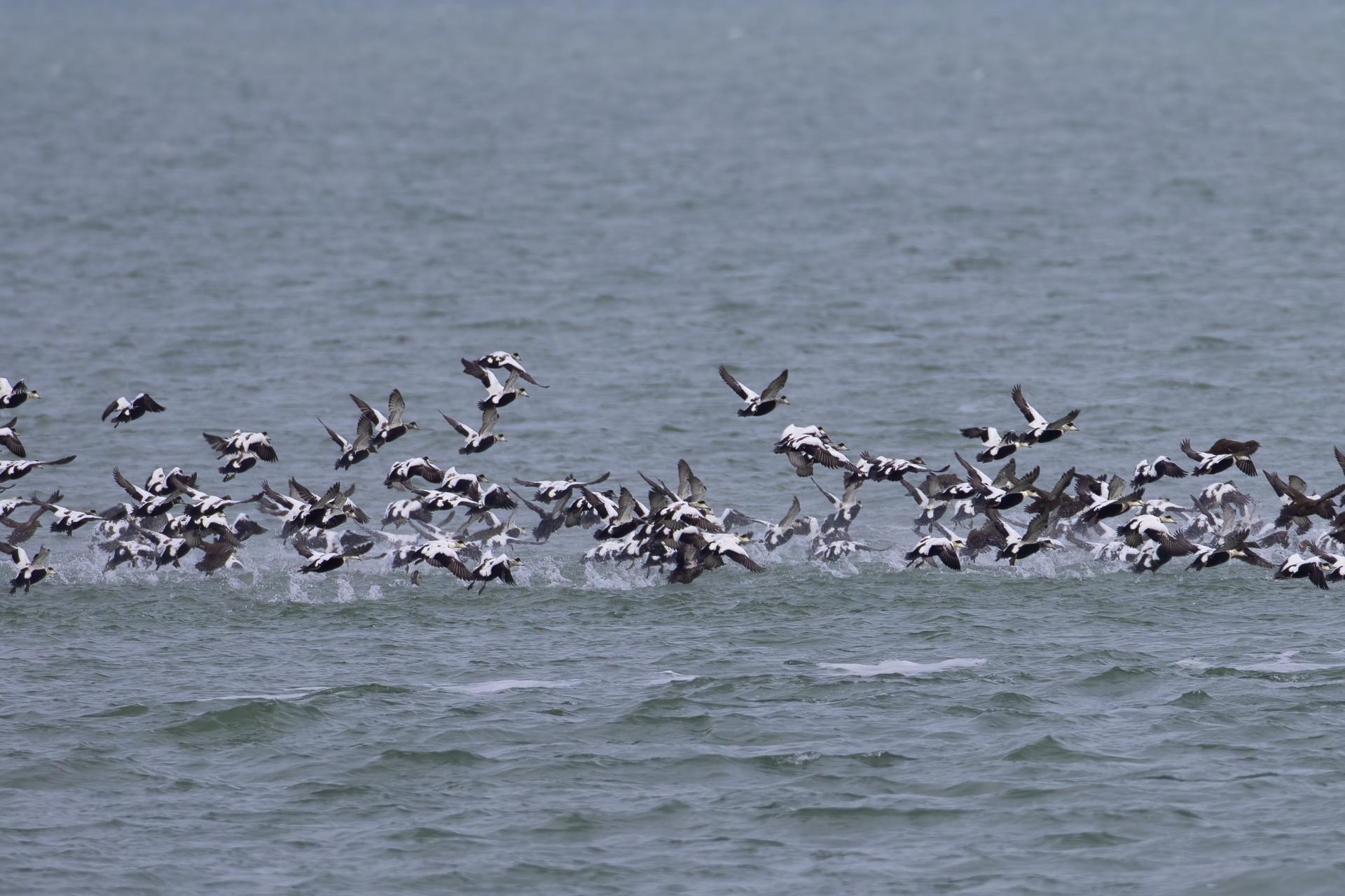 eider-a-duvet-common-eider