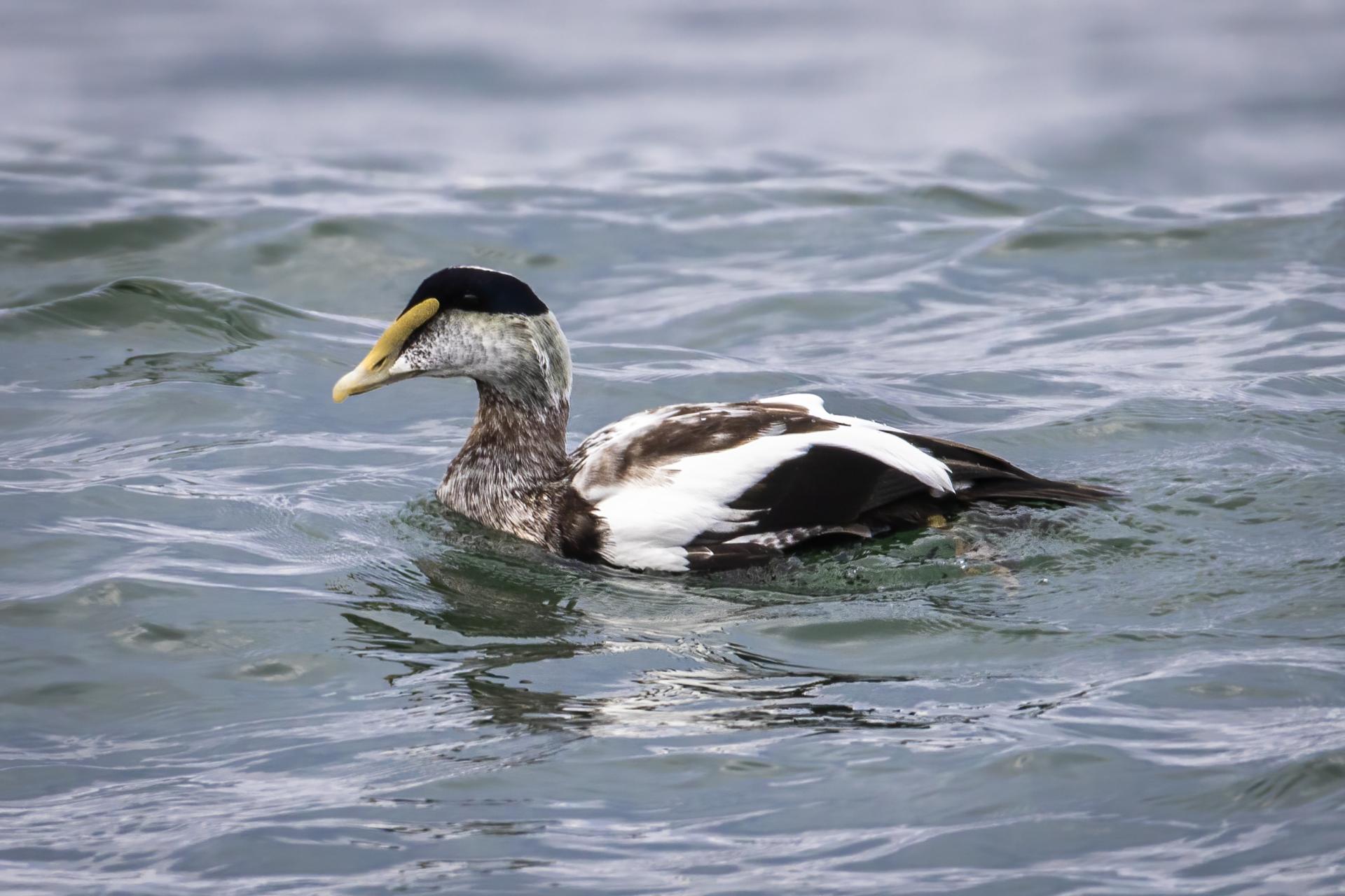 eider-a-duvet-common-eider