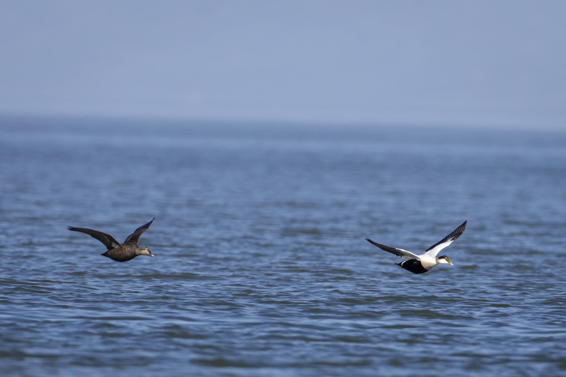 eider-a-duvet-common-eider