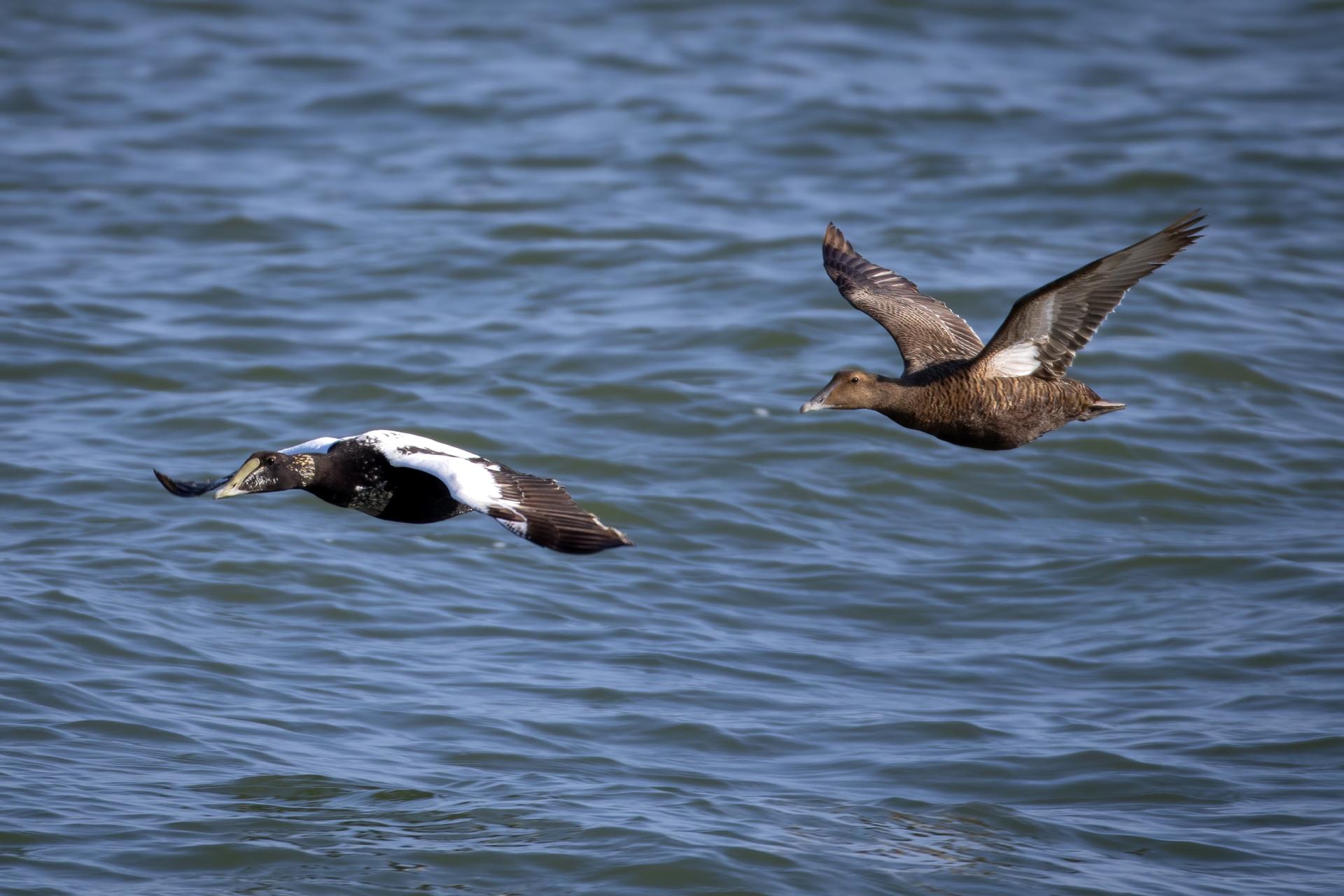 eider-a-duvet-common-eider