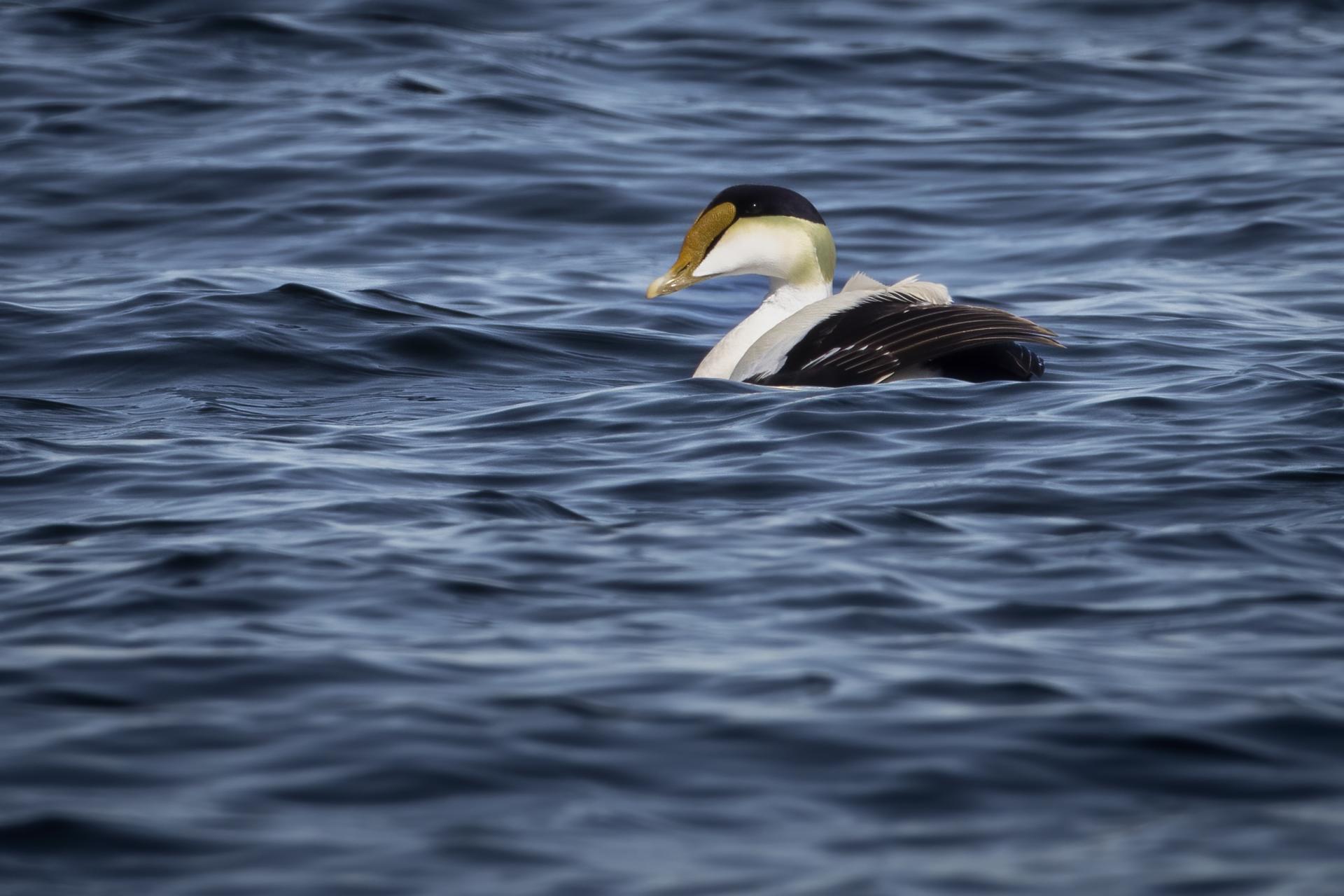 eider-a-duvet-common-eider