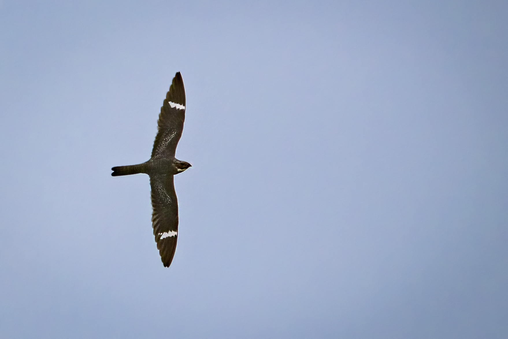 engoulevent-d-amerique-common-nighthawk