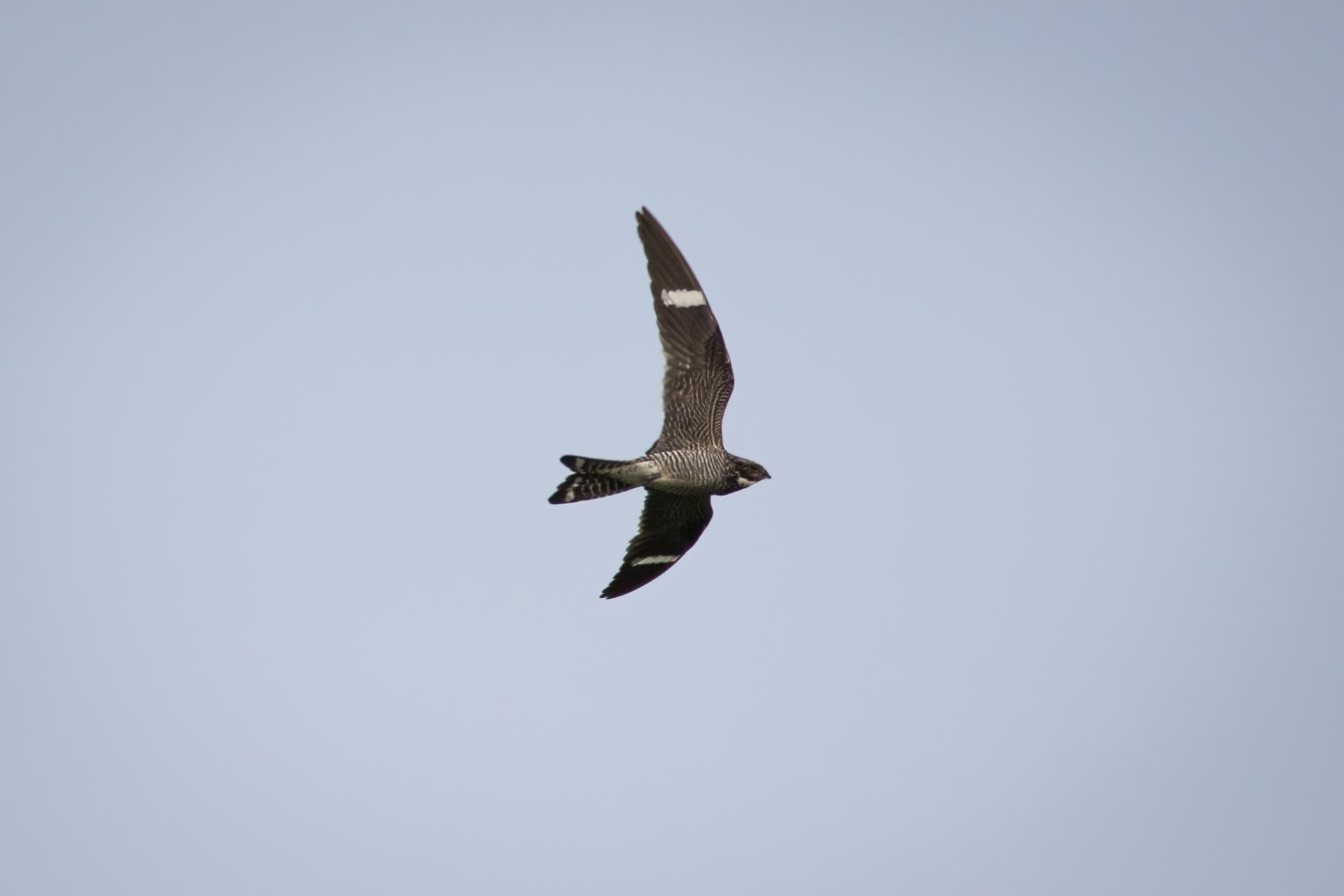 engoulevent-d-amerique-common-nighthawk